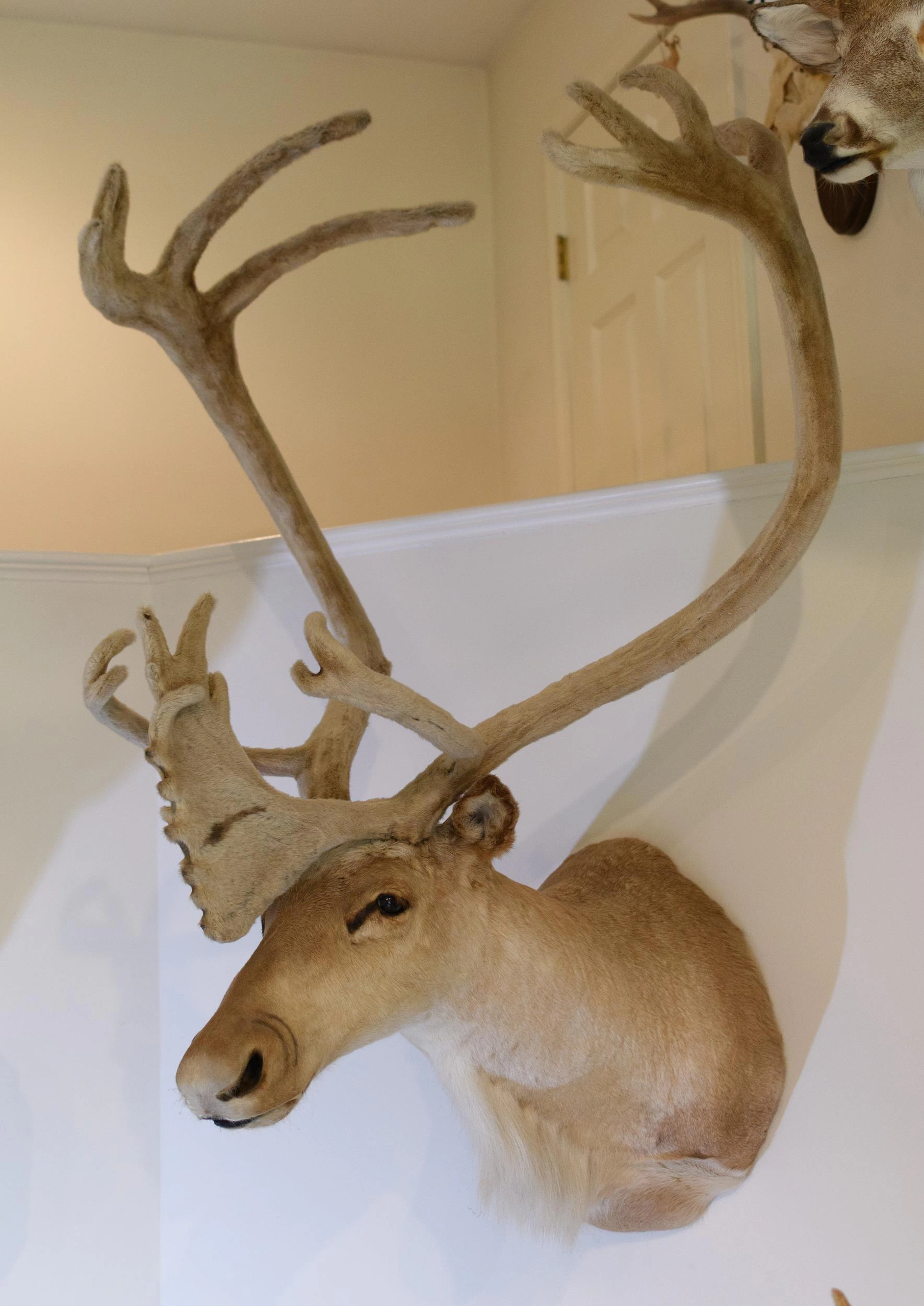 VINTAGE CARIBOU TAXIDERMY TROPHY WALL MOUNT.