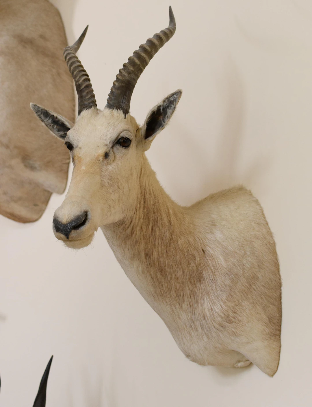SOUTH AFRICAN BLESBOK TAXIDERMY TROPHY MOUNT.