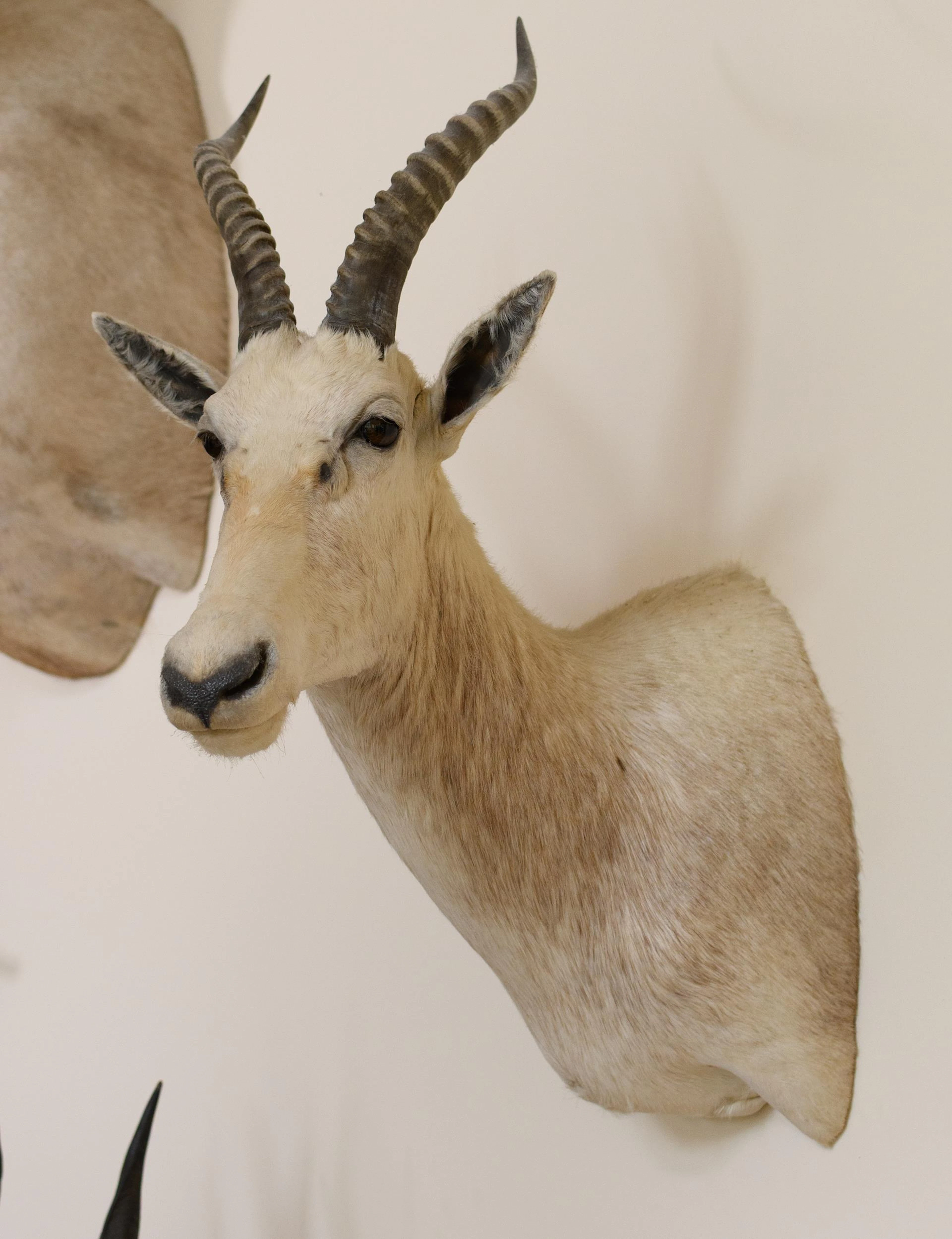 SOUTH AFRICAN BLESBOK TAXIDERMY TROPHY MOUNT.