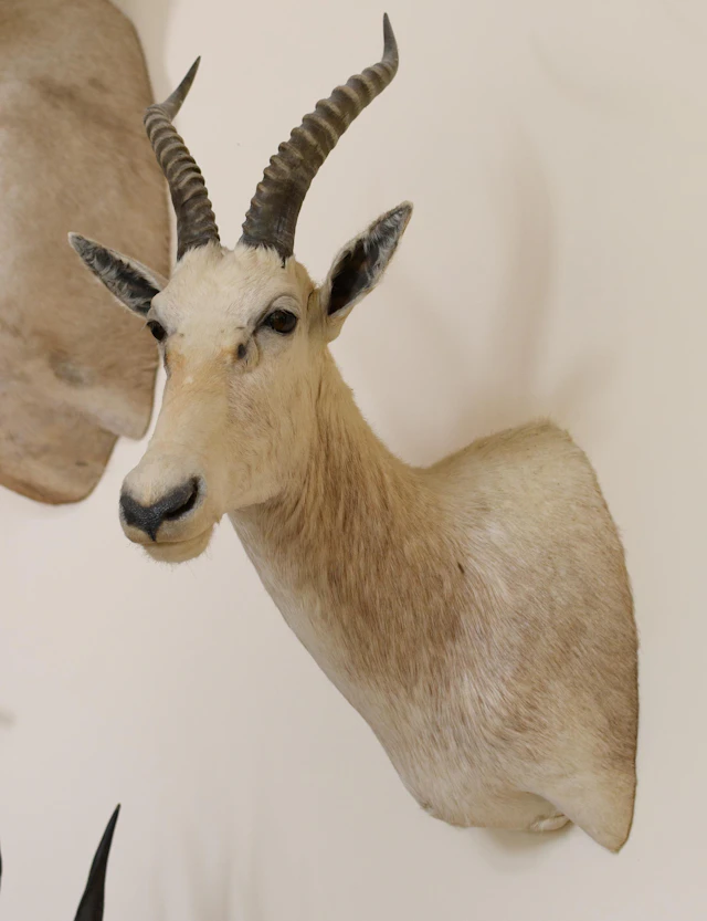 SOUTH AFRICAN BLESBOK TAXIDERMY TROPHY MOUNT.
