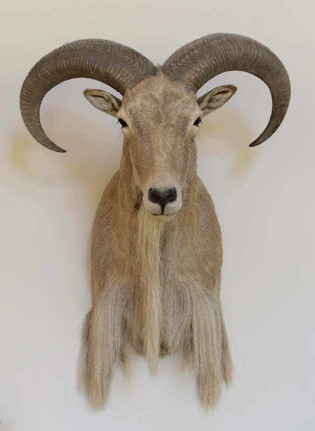 TEXAS AOUDAD RAM WALL MOUNT TROPHY.