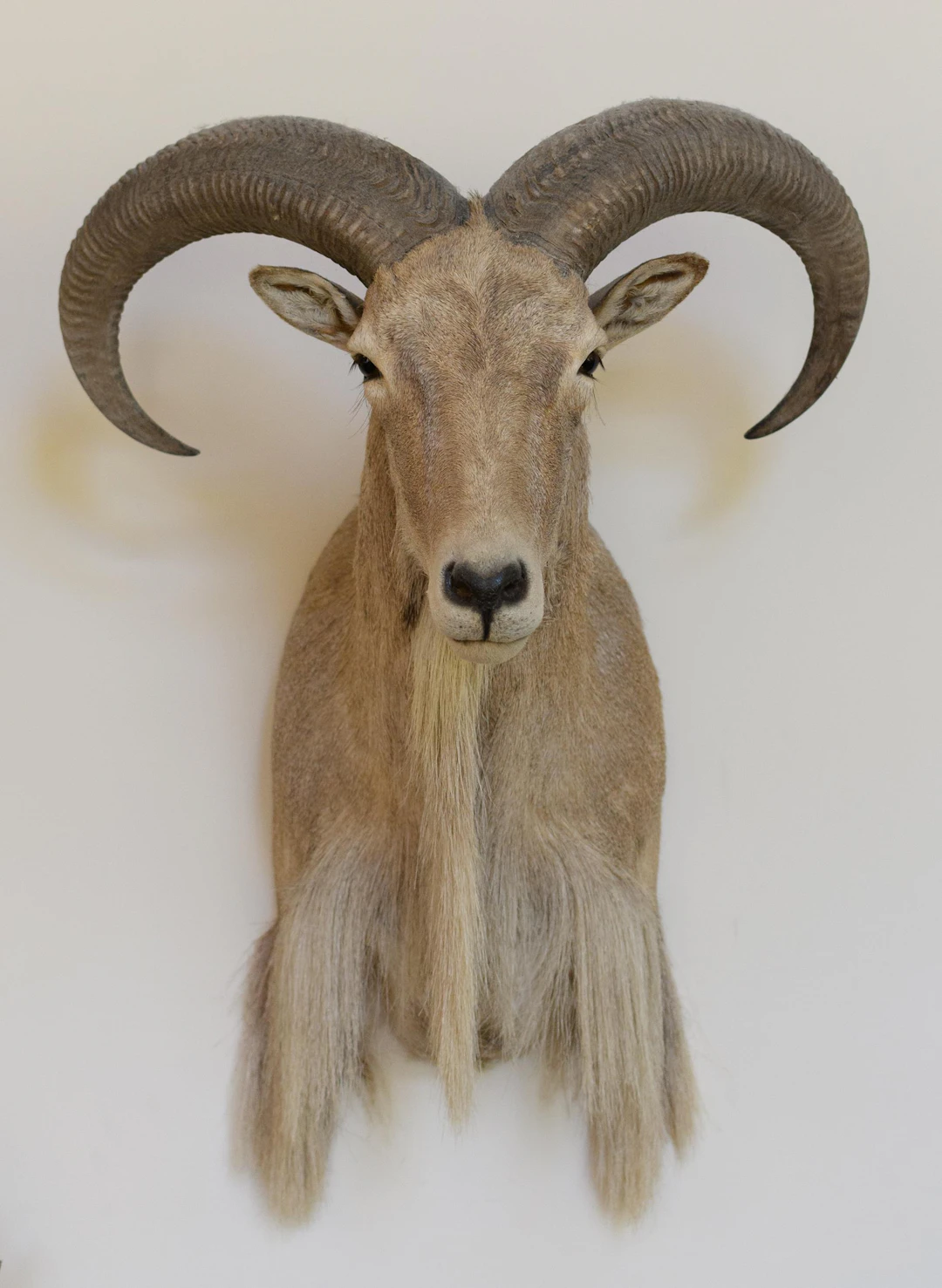 TEXAS AOUDAD RAM WALL MOUNT TROPHY.