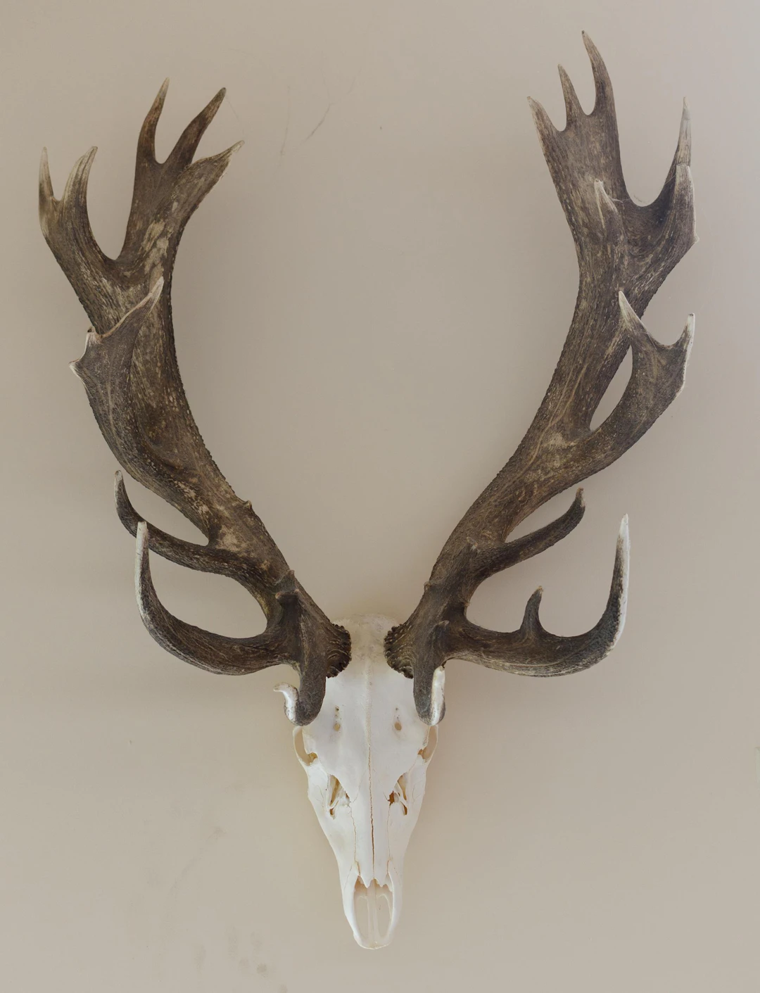 NON-TYPICAL NZ RED STAG EUROPEAN SKULL MOUNT.