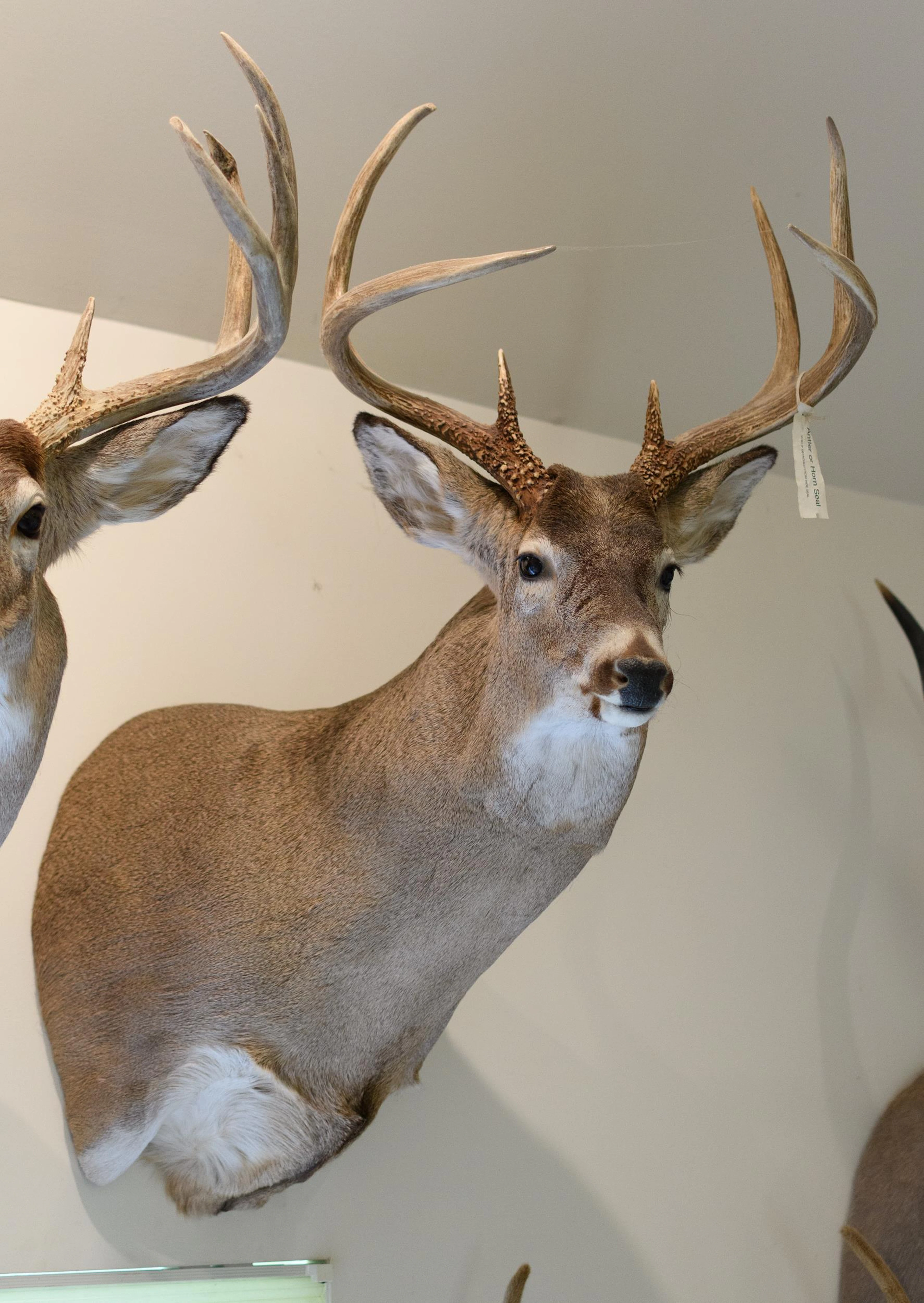 SASKATCHEWAN WHITETAIL BUCK TAXIDERMY TROPHY MOUNT.