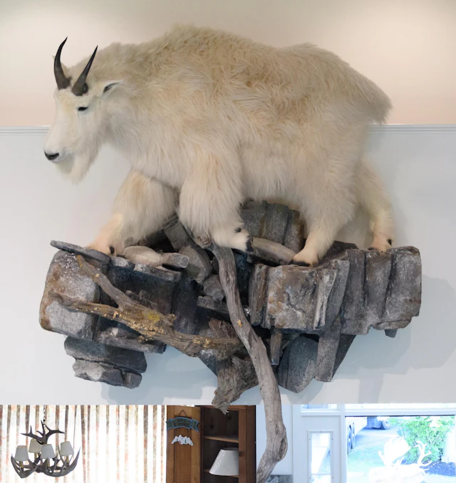 FULL-SCALE MOUNTAIN GOAT TROPHY TAXIDERMY MOUNT.