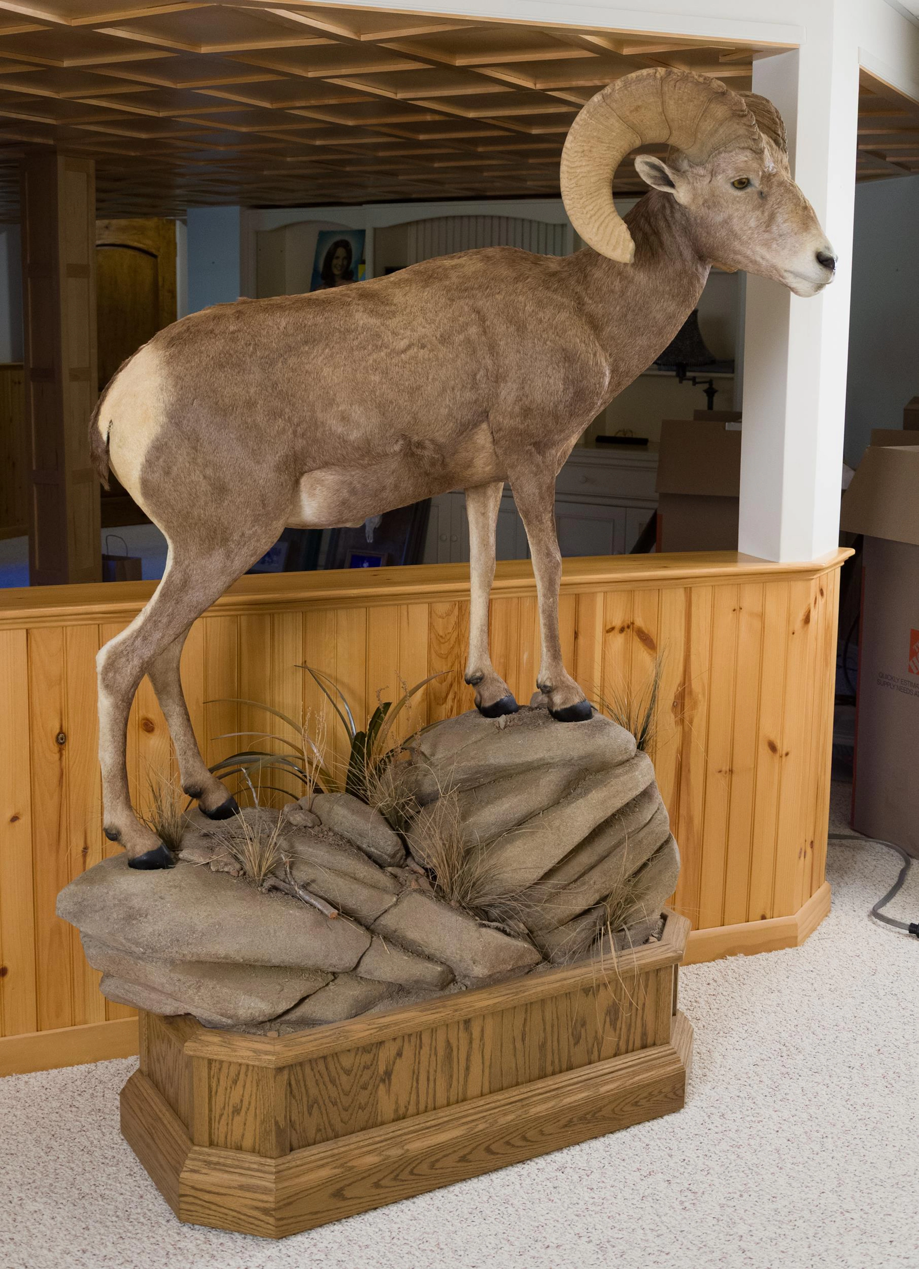 DESERT BIGHORN SHEEP FULL BODY TAXIDERMY MOUNT.