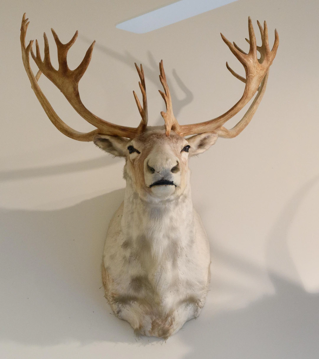 BOONE & CROCKETT NEWFOUNDLAND WOODLAND CARIBOU MOUNT.