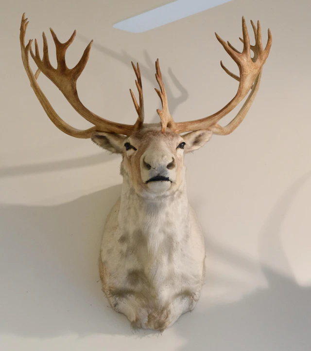 BOONE & CROCKETT NEWFOUNDLAND WOODLAND CARIBOU MOUNT.