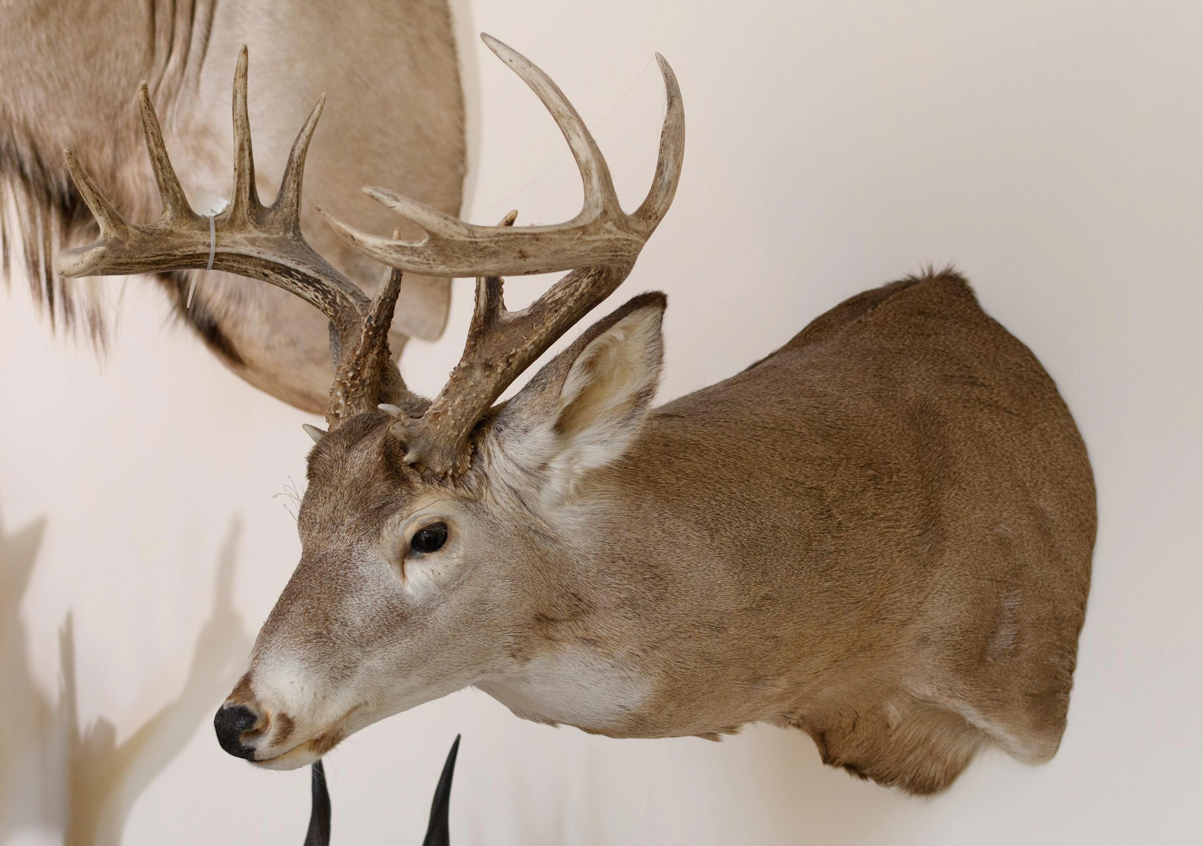 LARGE SASKATCHEWAN WHITETAIL DEER TROPHY MOUNT.
