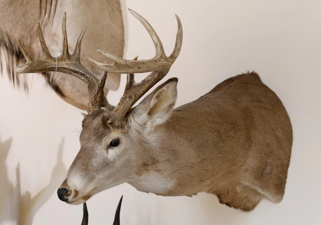 LARGE SASKATCHEWAN WHITETAIL DEER TROPHY MOUNT.