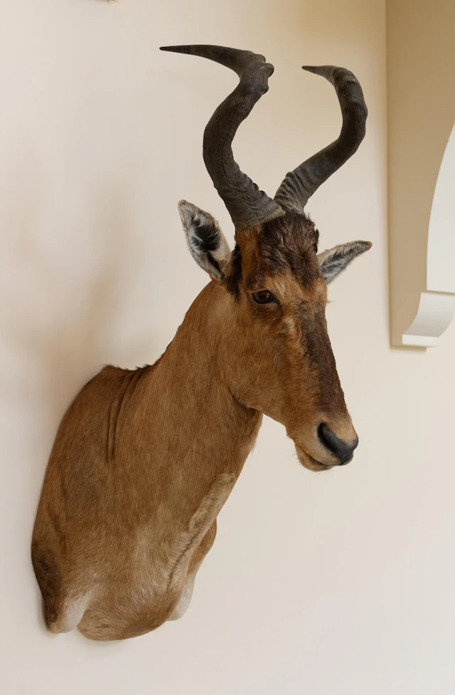 SOUTH AFRICAN RED HARTEBEEST SHOULDER MOUNT.