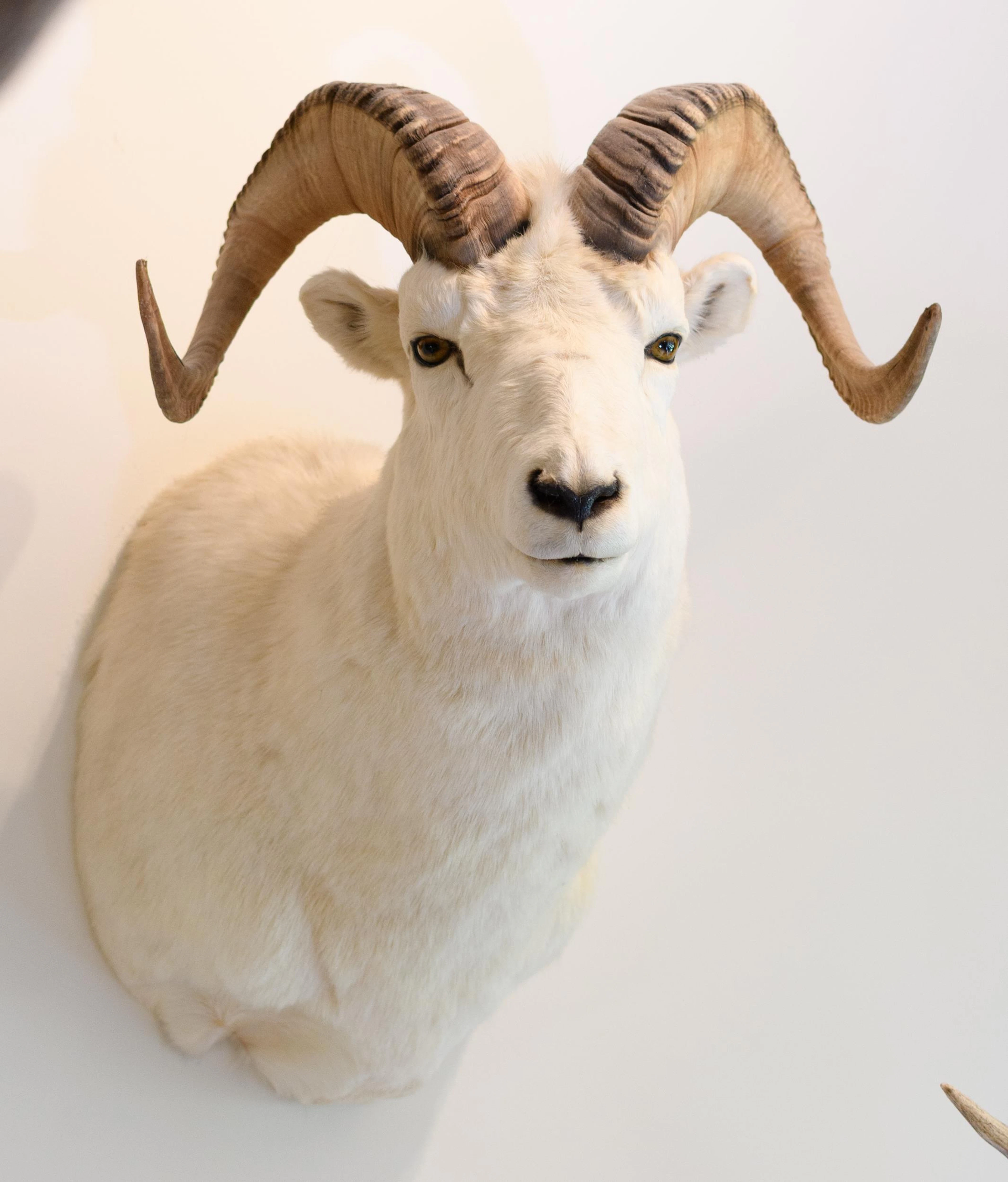 DALL SHEEP TAXIDERMY TROPHY MOUNT.
