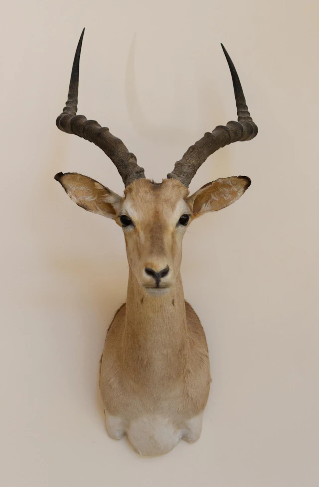 AFRICAN IMPALA TAXIDERMY TROPHY MOUNT.