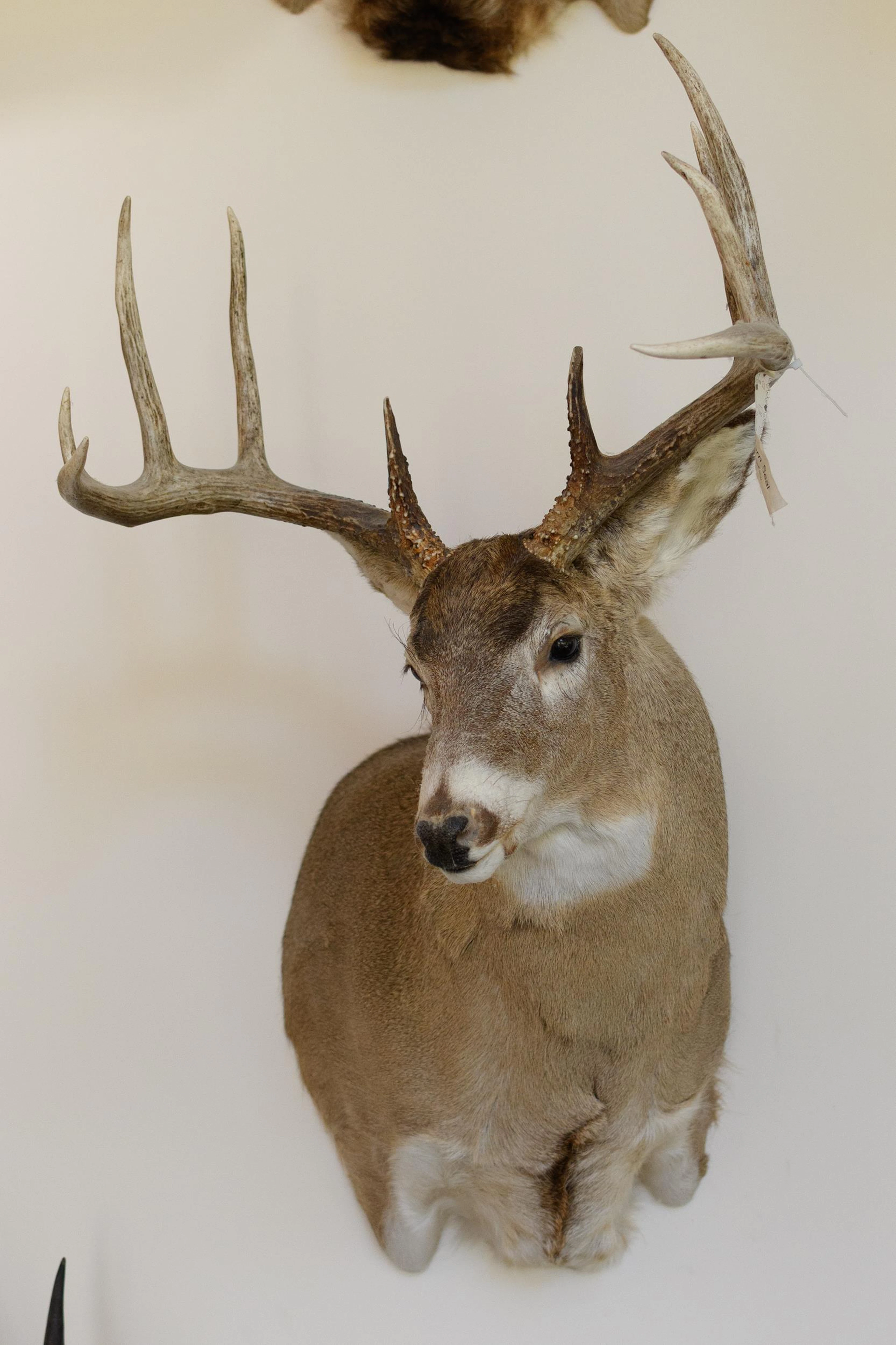 LARGE SASKATCHEWAN WHITETAIL DEER SHOULDER MOUNT.