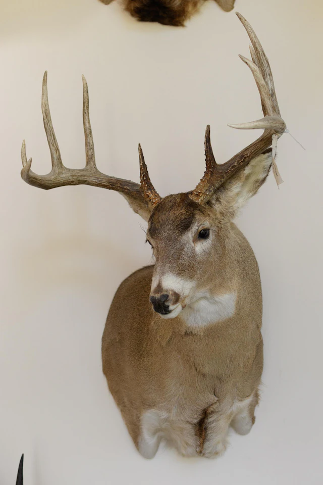 LARGE SASKATCHEWAN WHITETAIL DEER SHOULDER MOUNT.