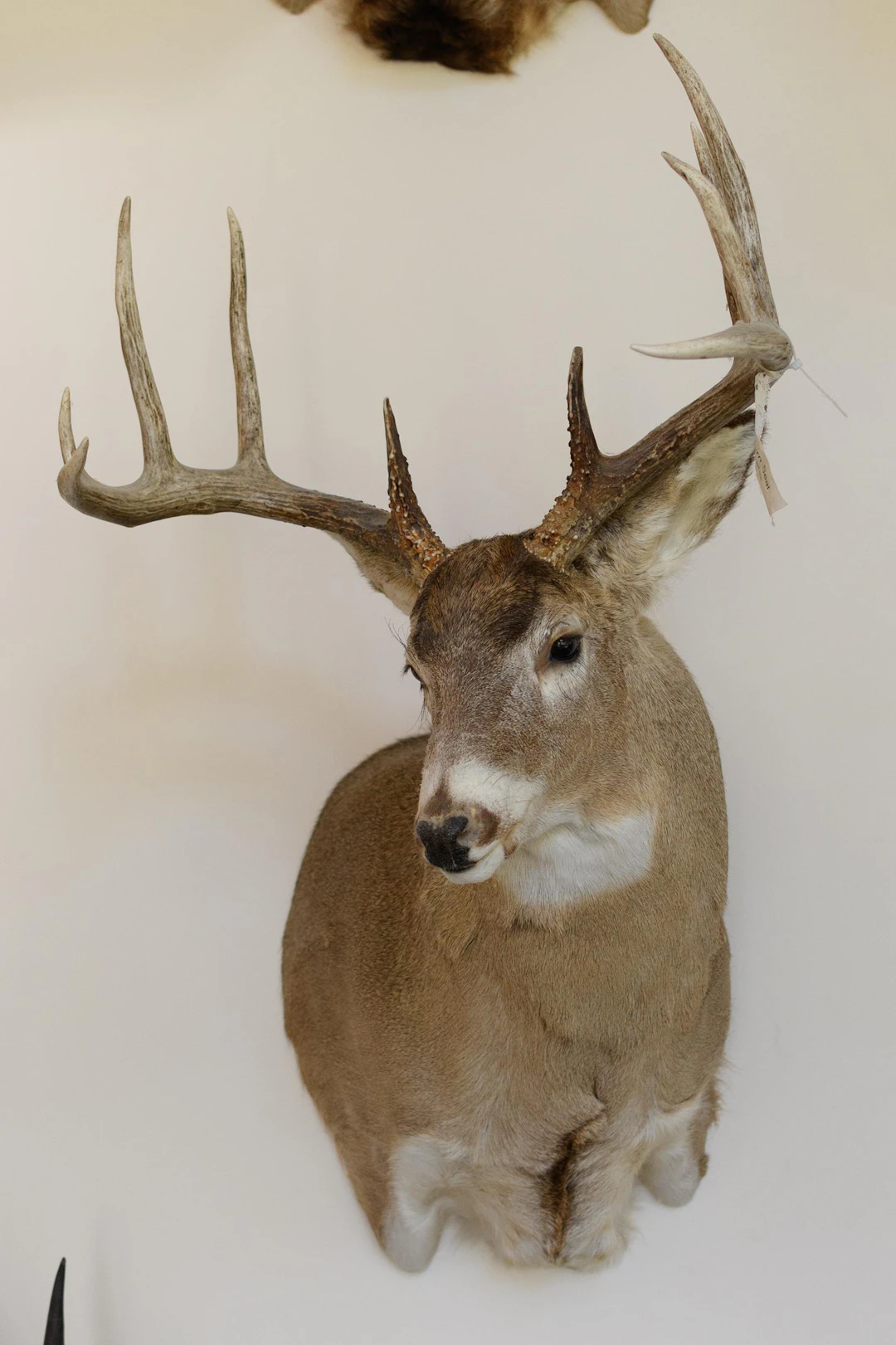 LARGE SASKATCHEWAN WHITETAIL DEER SHOULDER MOUNT.