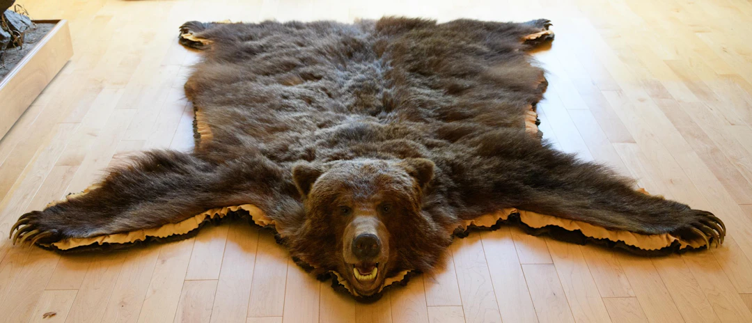 SASKATCHEWAN GRIZZLY BEAR TAXIDERMY RUG.