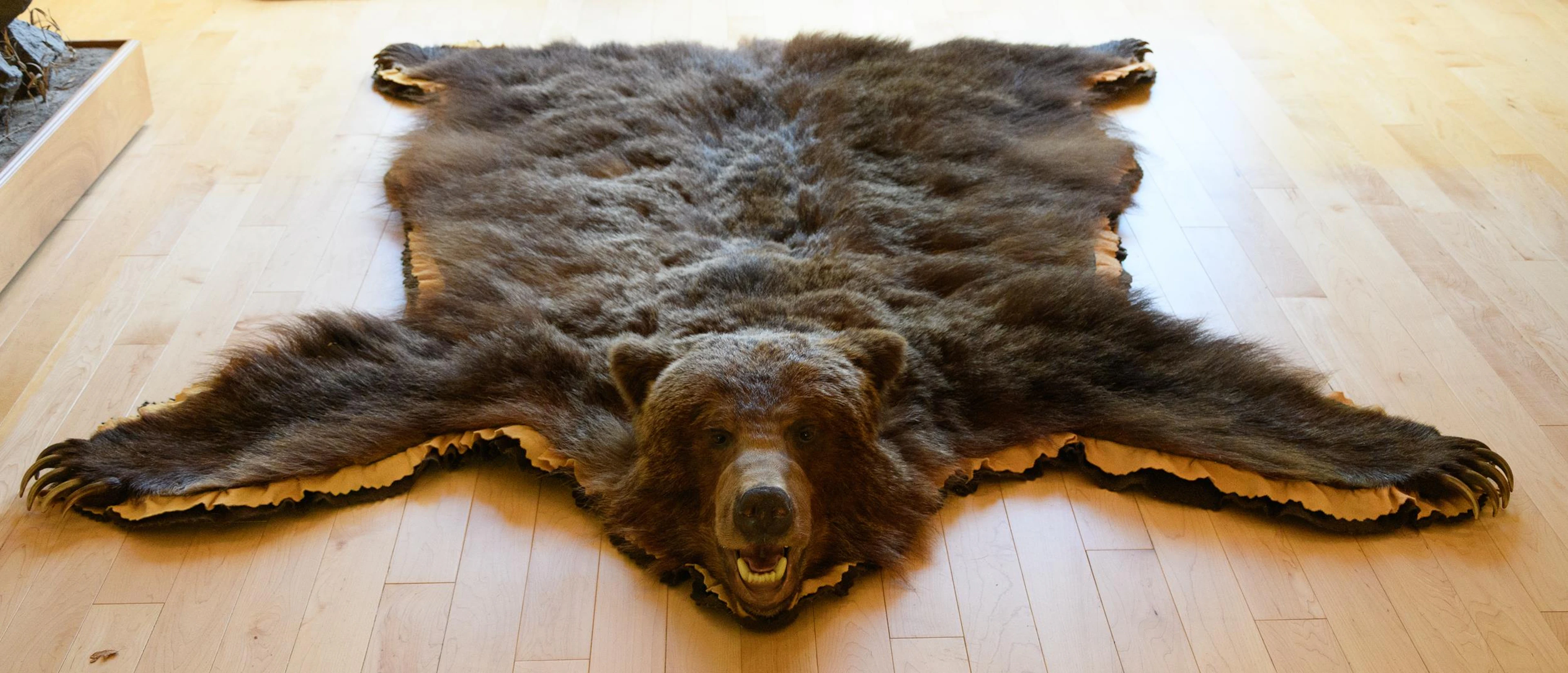 SASKATCHEWAN GRIZZLY BEAR TAXIDERMY RUG.