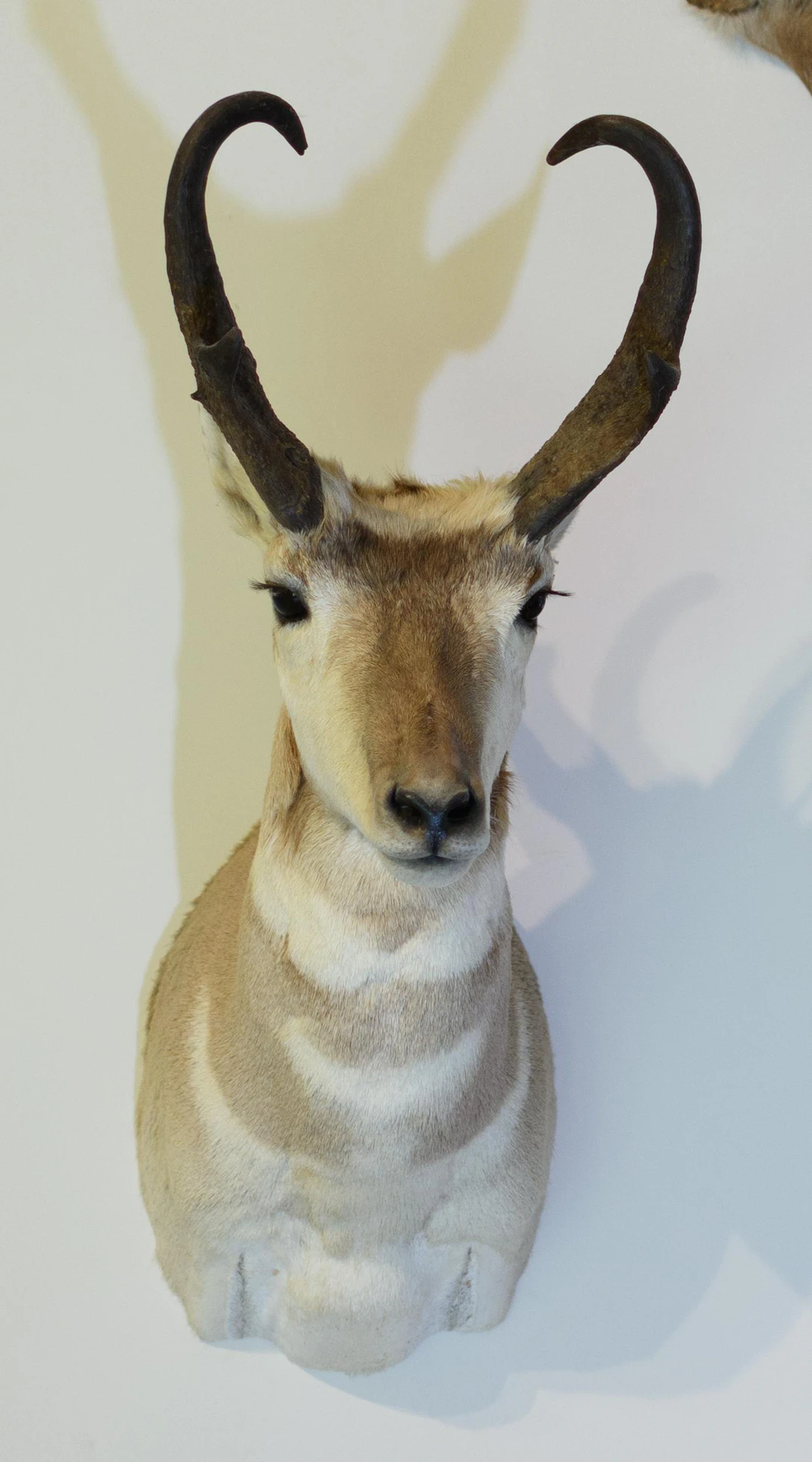 PRONGHORN ANTELOPE TAXIDERMY SHOULDER MOUNT.