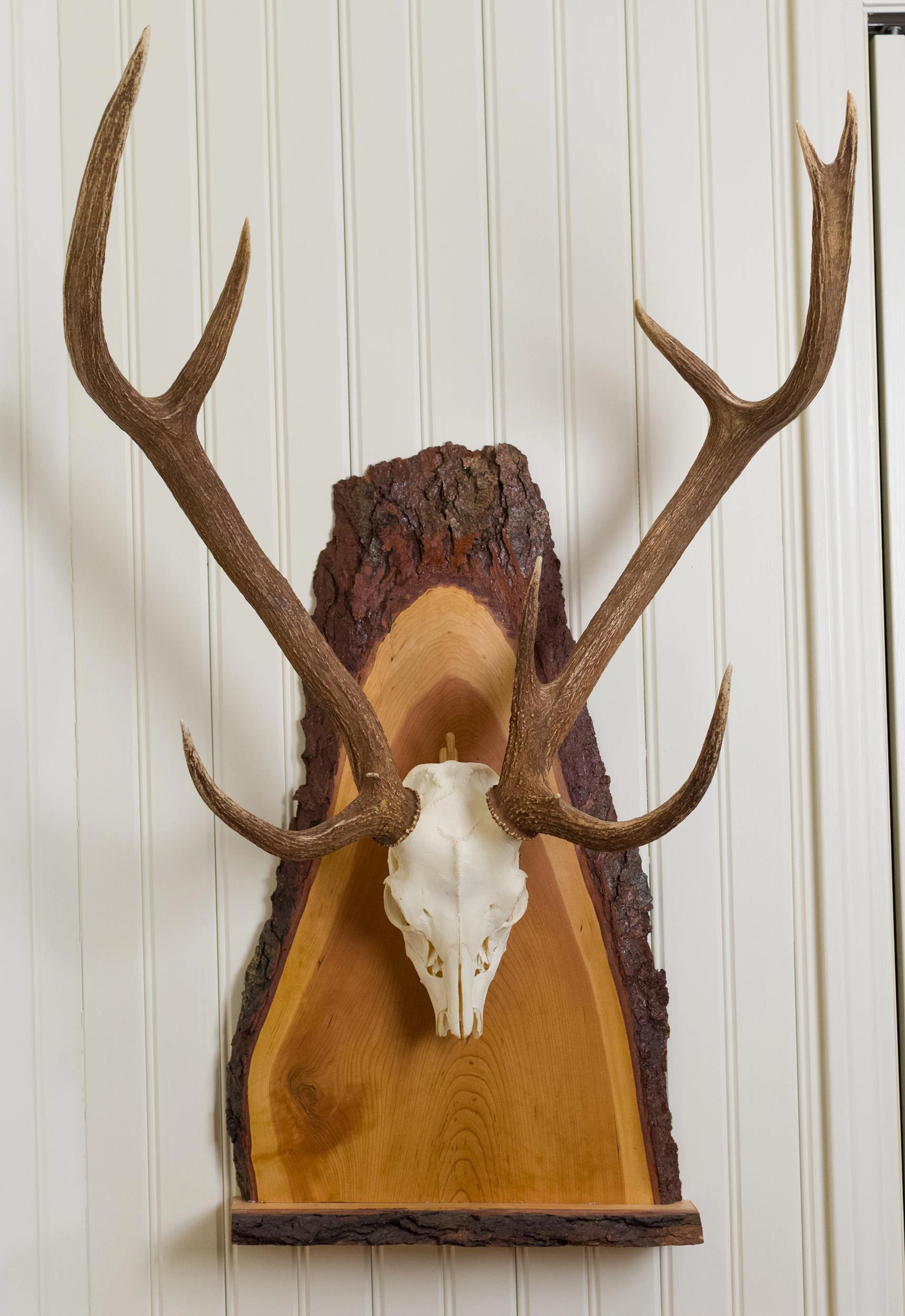 TEXAS HILL COUNTRY WHITETAIL EUROPEAN SKULL MOUNT, 2PCS.