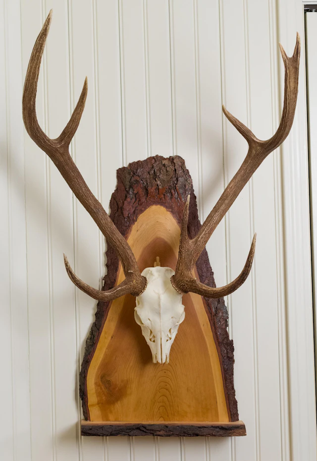 TEXAS HILL COUNTRY AXIS DEER EUROPEAN MOUNT, 2PCS.