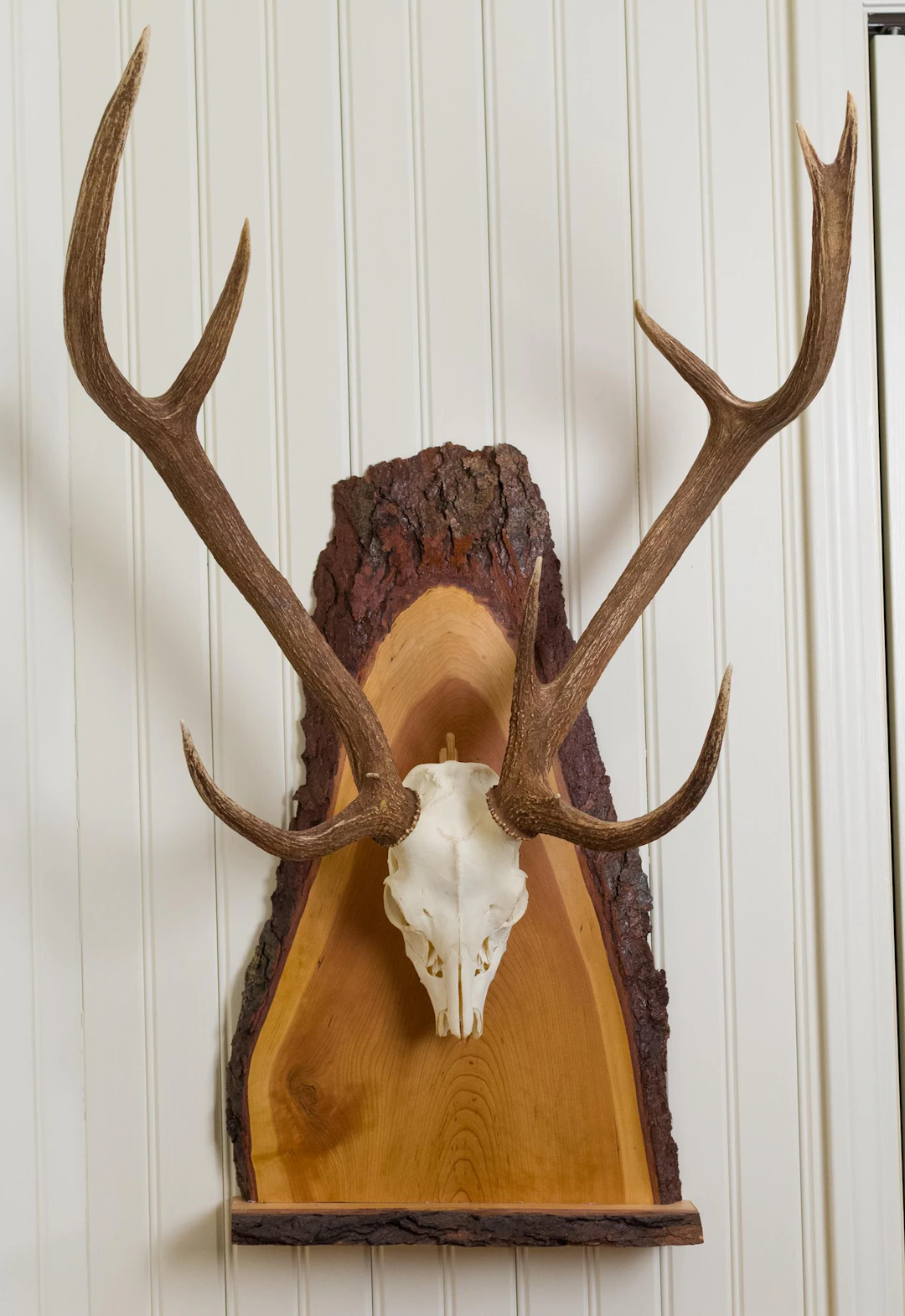TEXAS HILL COUNTRY WHITETAIL EUROPEAN SKULL MOUNT, 2PCS.