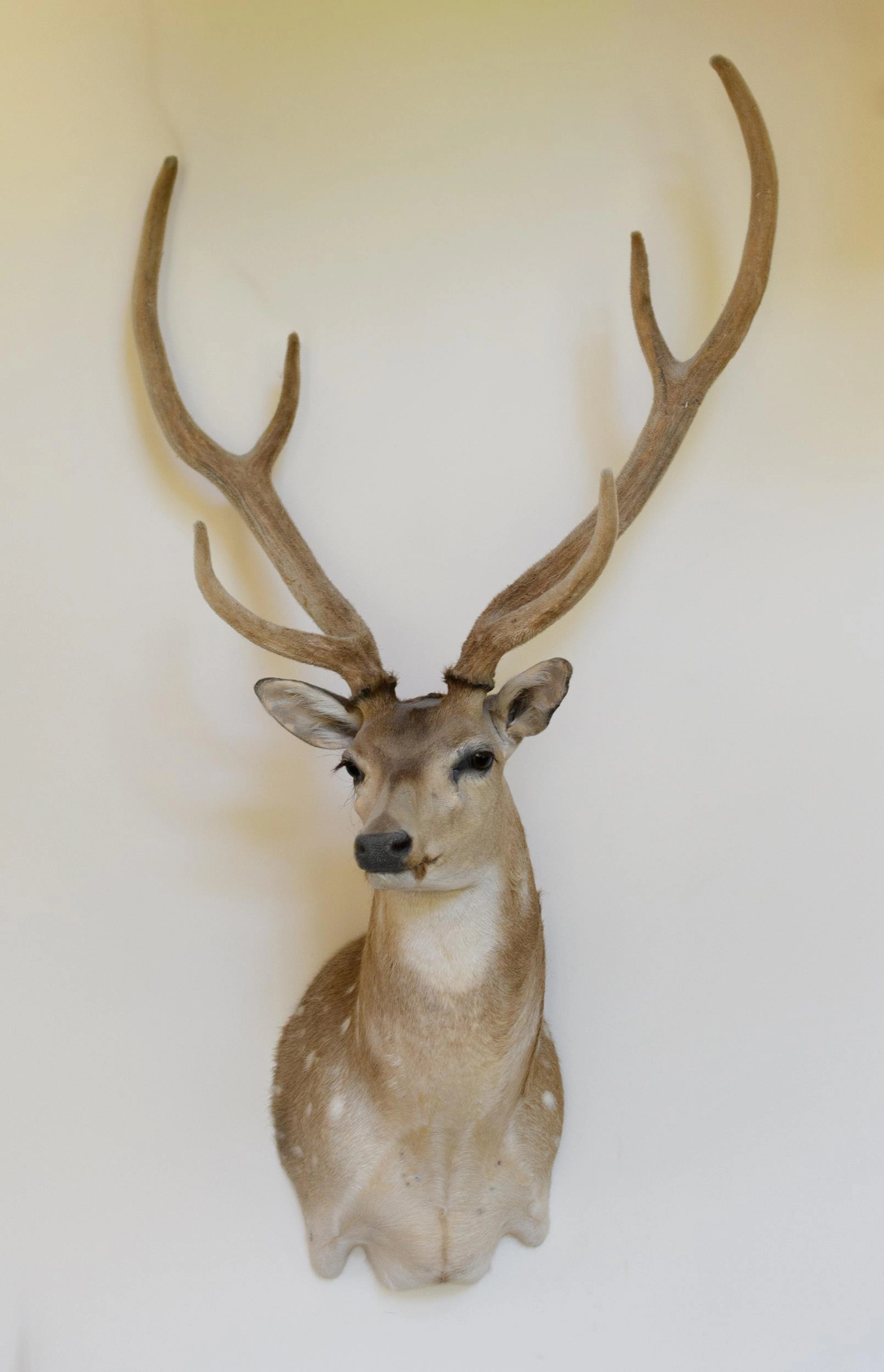 TEXAS HILL COUNTRY AXIS DEER TAXIDERMY SHOULDER MOUNT.