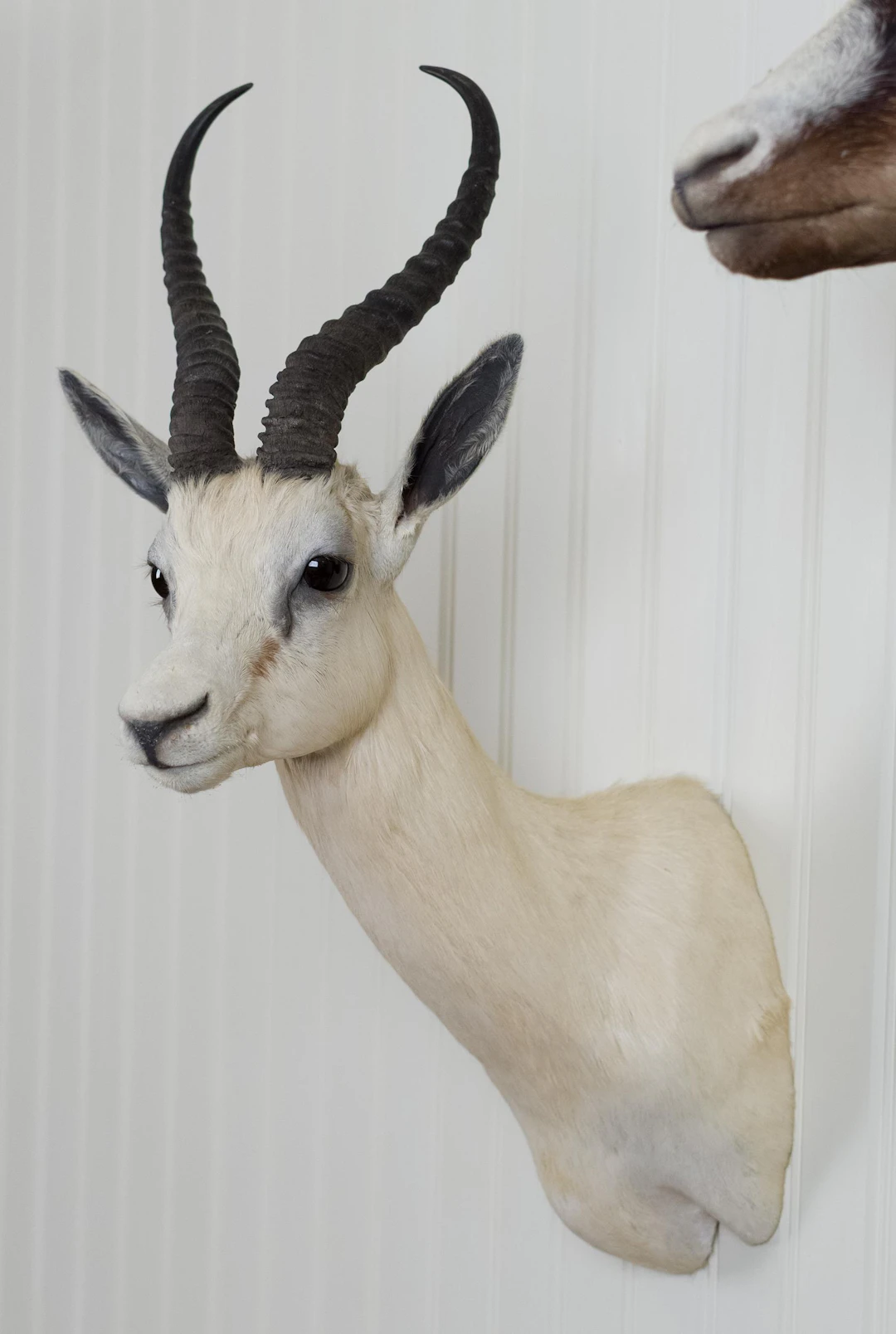 VINTAGE S. AFRICAN WHITE BLESBOK SHOULDER TROPHY MOUNT.