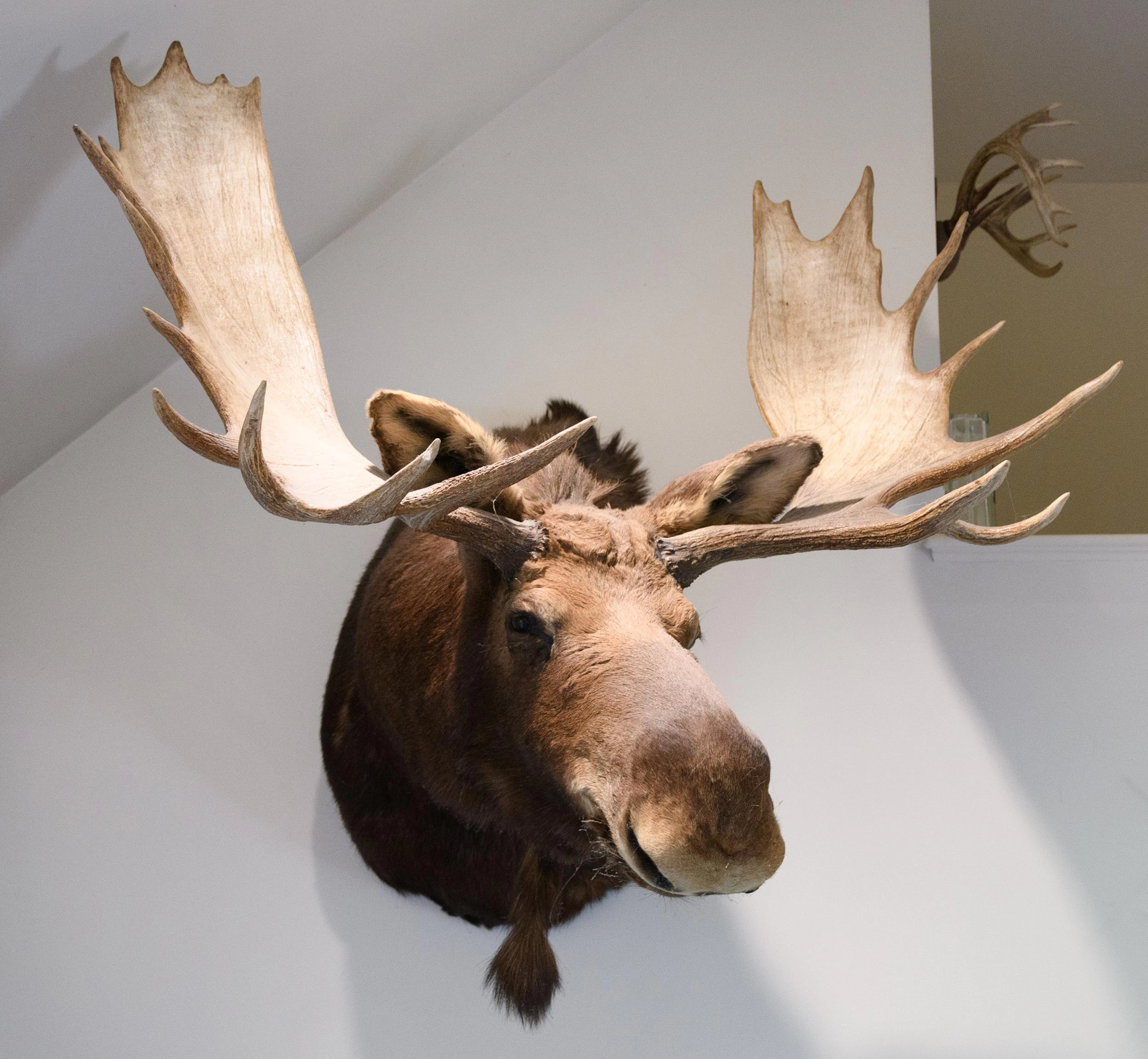 VINTAGE NH BULL MOOSE TROPHY TAXIDERMY SHOULDER MOUNT.