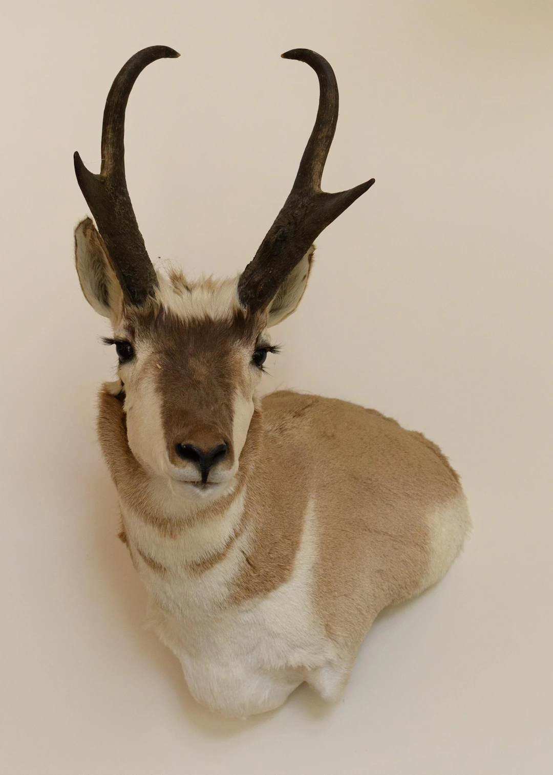 VINTAGE PRONGHORN ANTELOPE TAXIDERMY SHOULDER MOUNT.