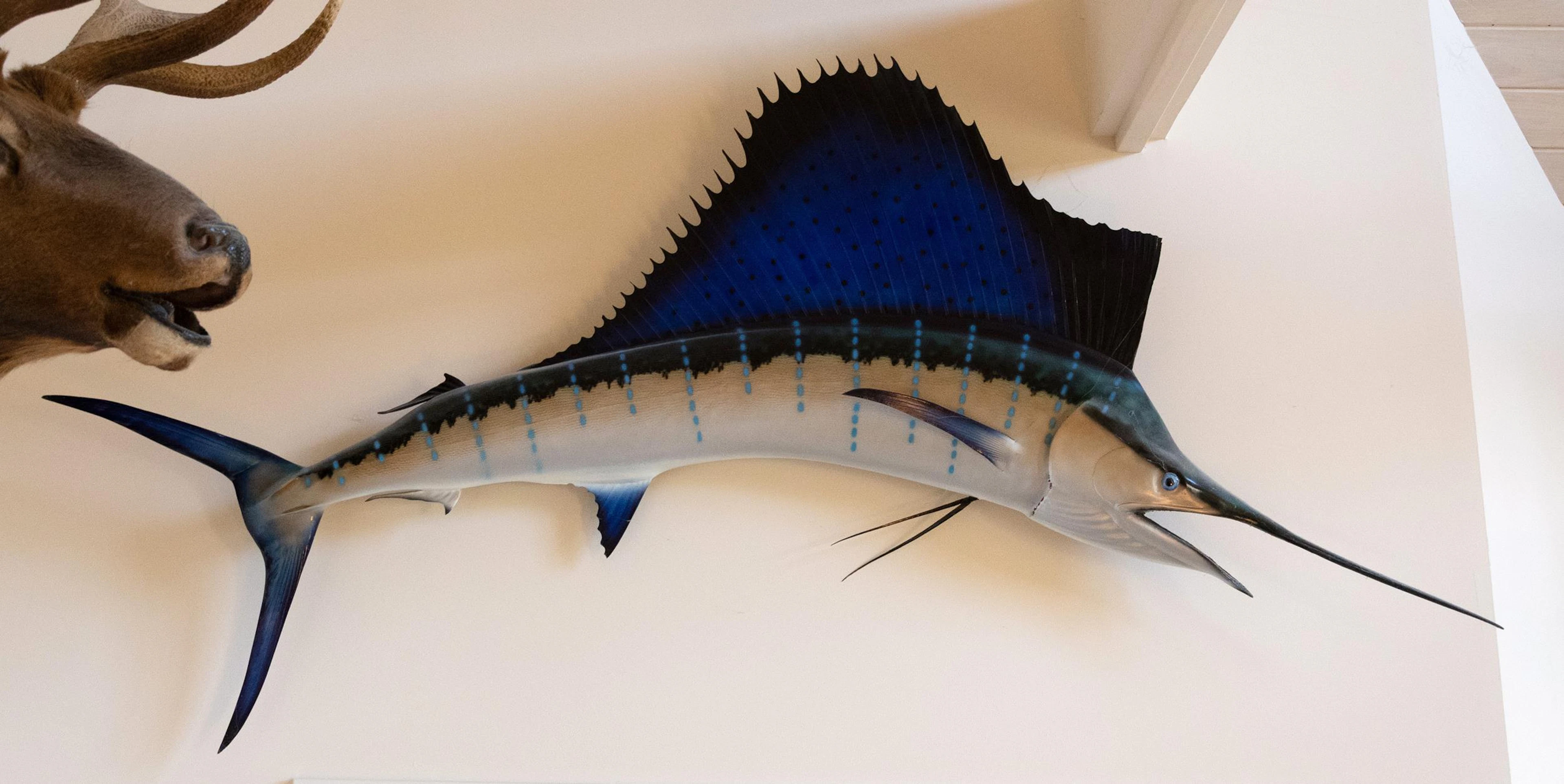 SAILFISH TAXIDERMY TROPHY WALL MOUNT.