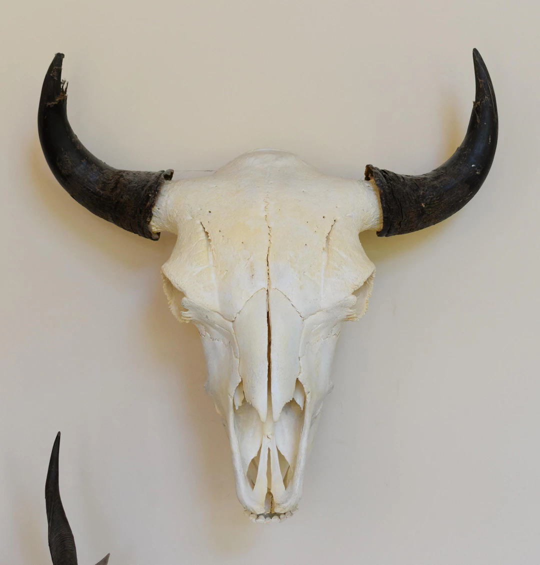 SASKATCHEWAN WOODS BUFFALO EUROPEAN MOUNT SKULL.