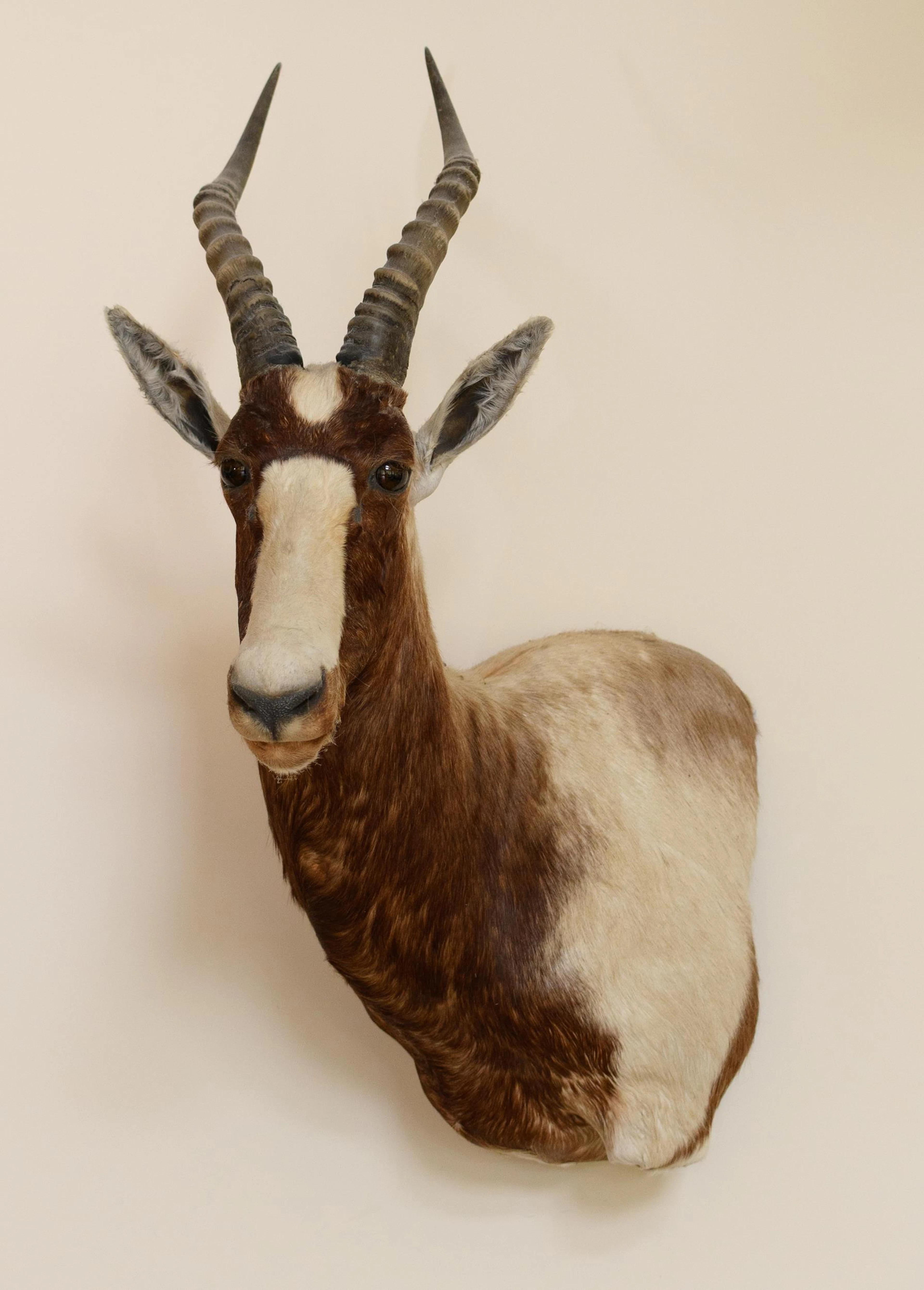 SOUTH AFRICAN BLESBOK TAXIDERMY TROPHY MOUNT.