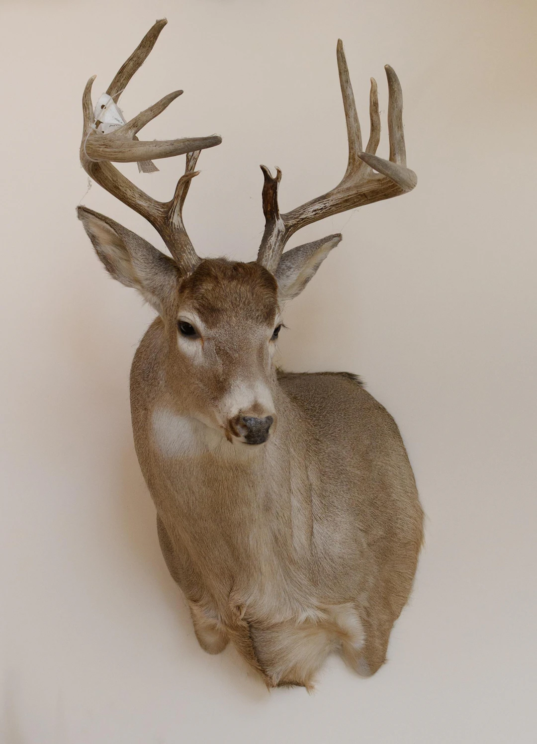 LARGE SASKATCHEWAN WHITETAIL DEER TROPHY MOUNT.
