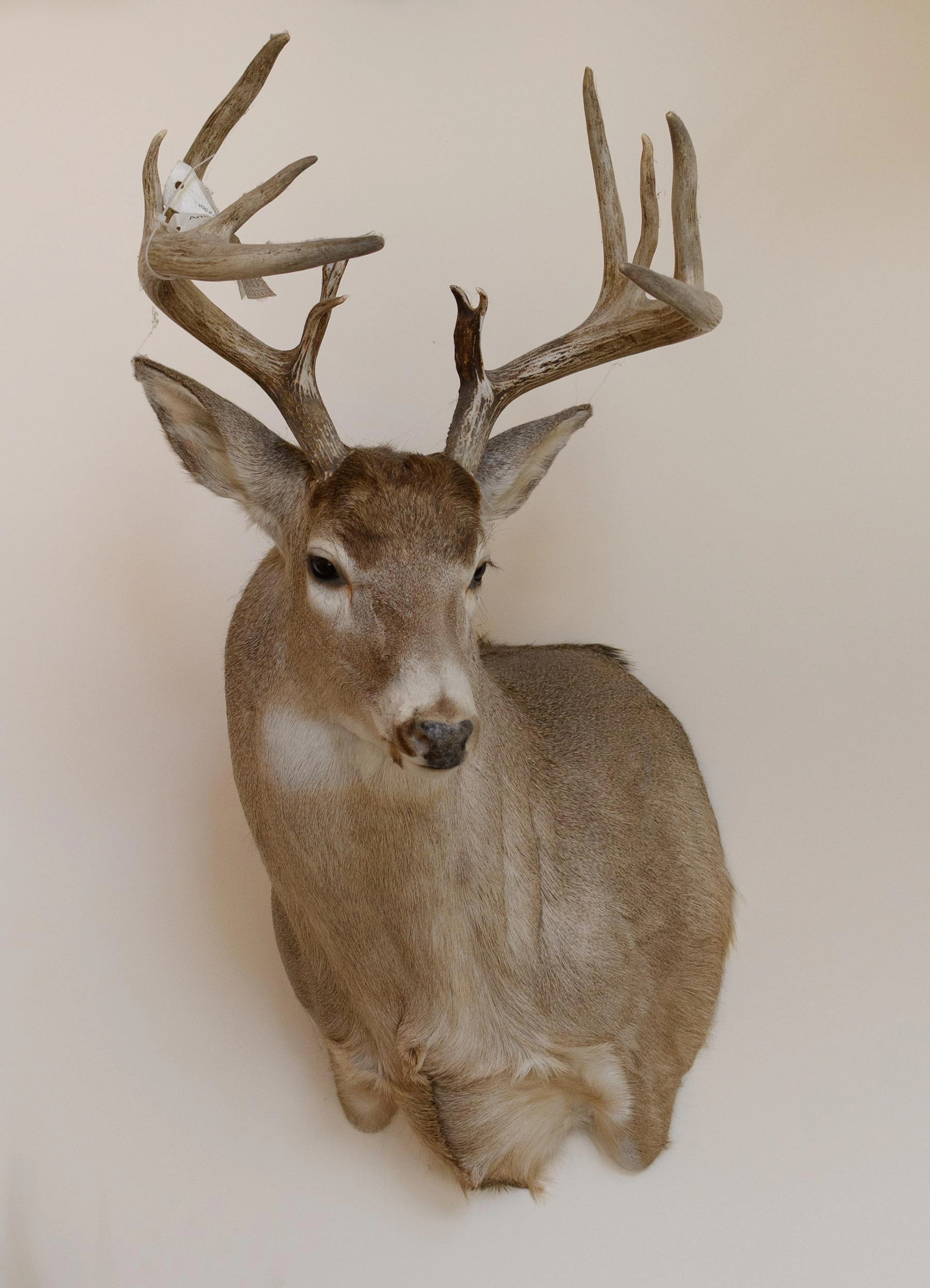 LARGE SASKATCHEWAN WHITETAIL DEER TROPHY MOUNT.