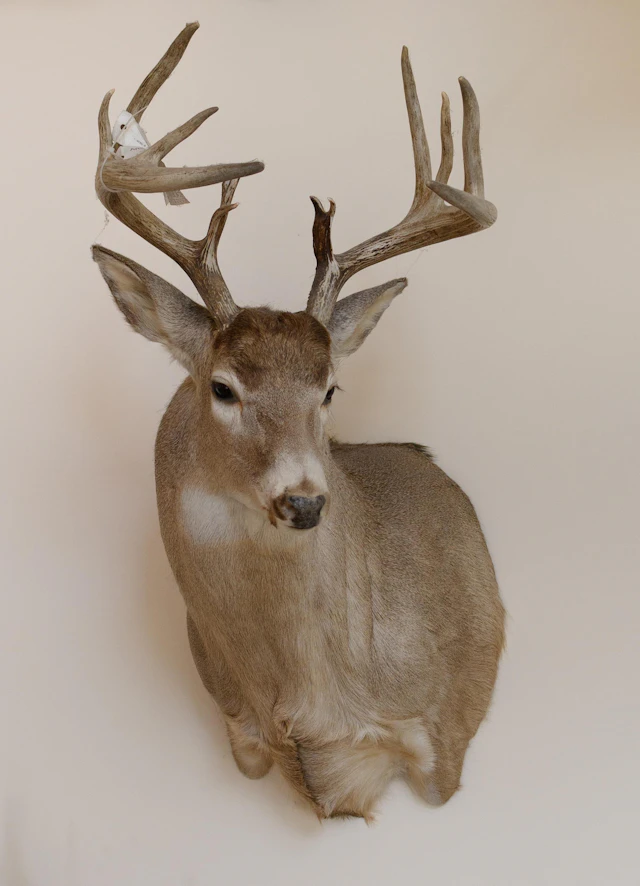 LARGE SASKATCHEWAN WHITETAIL DEER TROPHY MOUNT.