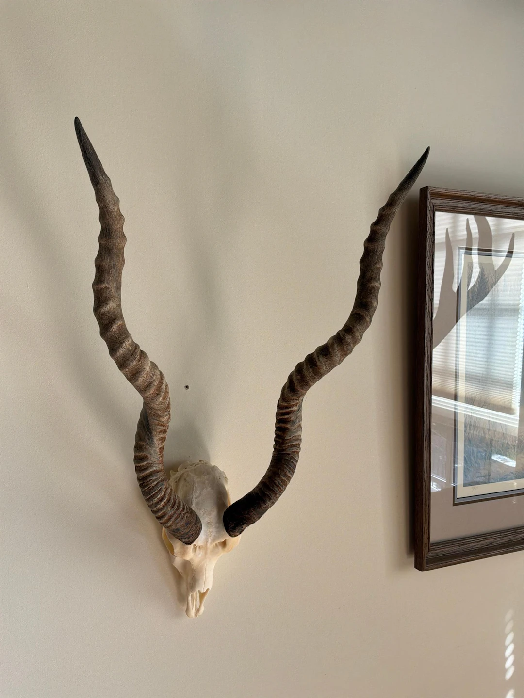 BLACKBUCK ANTELOPE EUROPEAN SKULL MOUNT.
