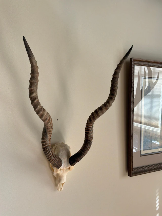 BLACKBUCK ANTELOPE EUROPEAN SKULL MOUNT.