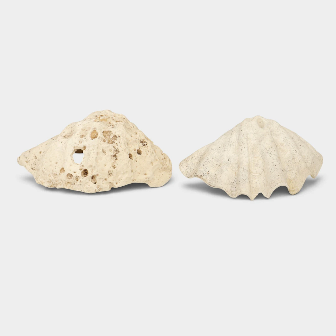Dos grandes conchas de colección.