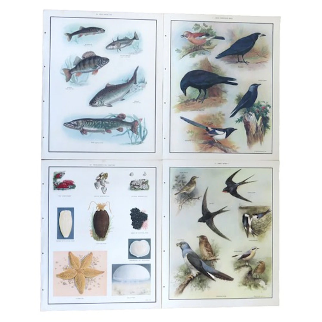 MACMILLAN'S NATURE CLASS PICTURES 62 plates consisting of Bi...
