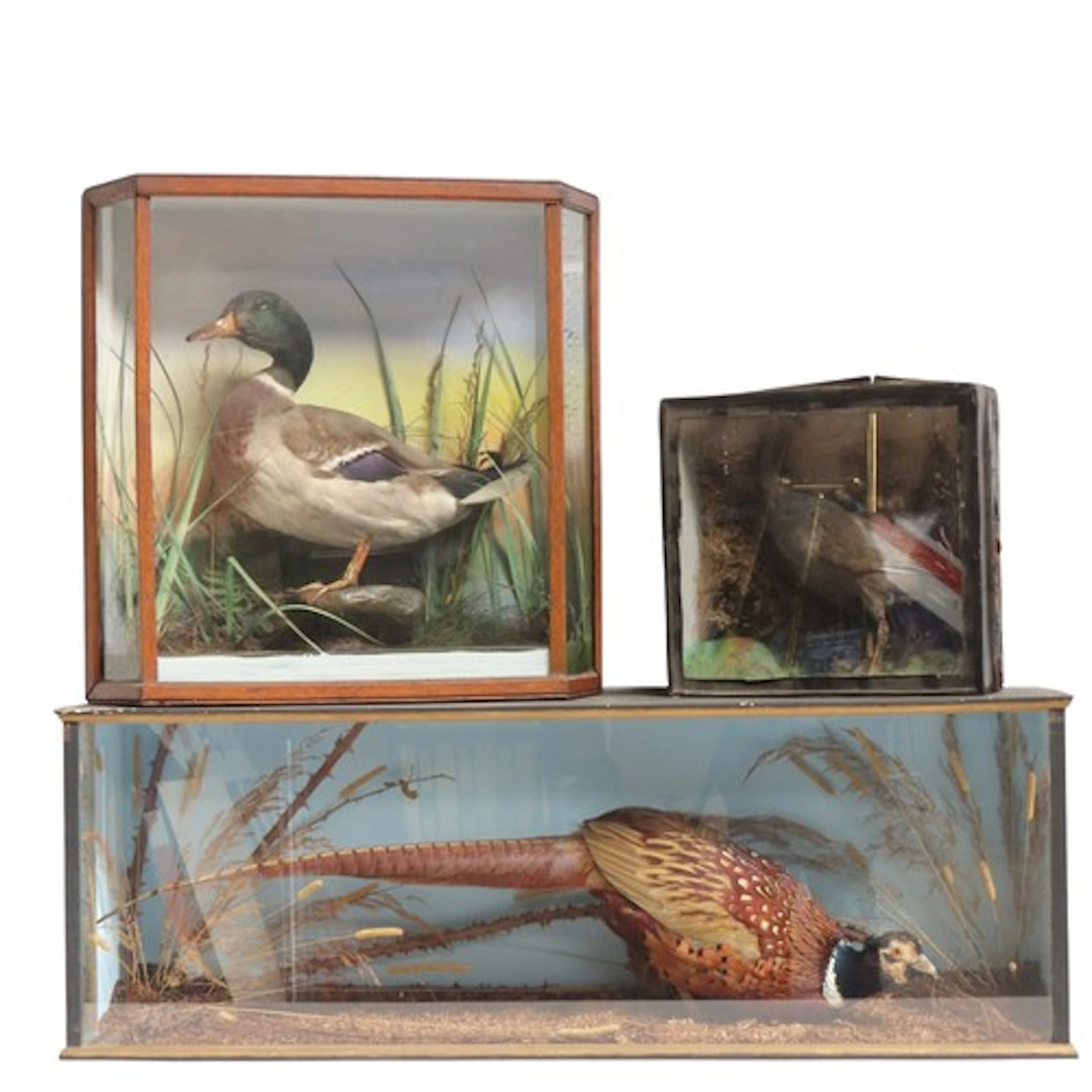 A TAXIDERMY PHEASANT, MALLARD DUCK AND MOORHEN all naturalis...