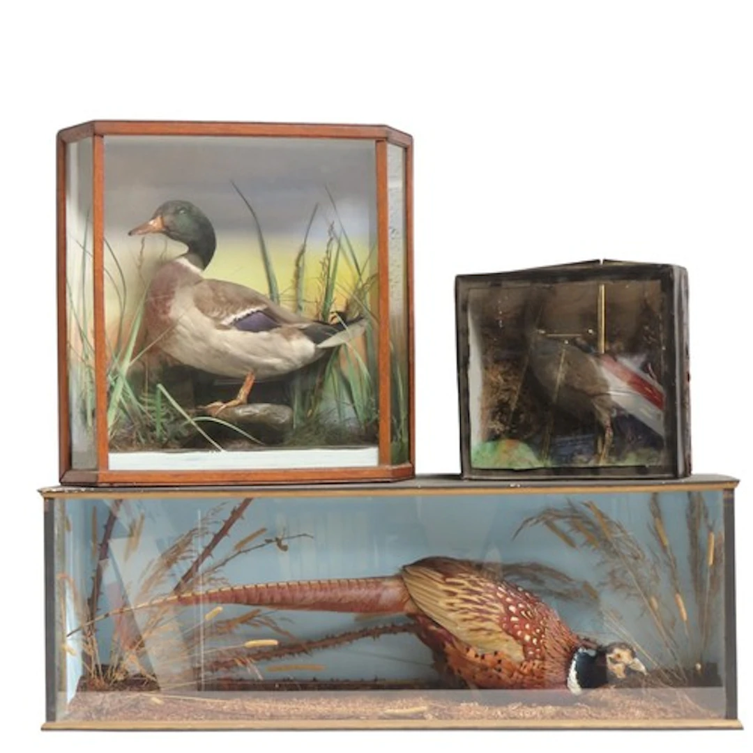 A TAXIDERMY PHEASANT, MALLARD DUCK AND MOORHEN all naturalis...