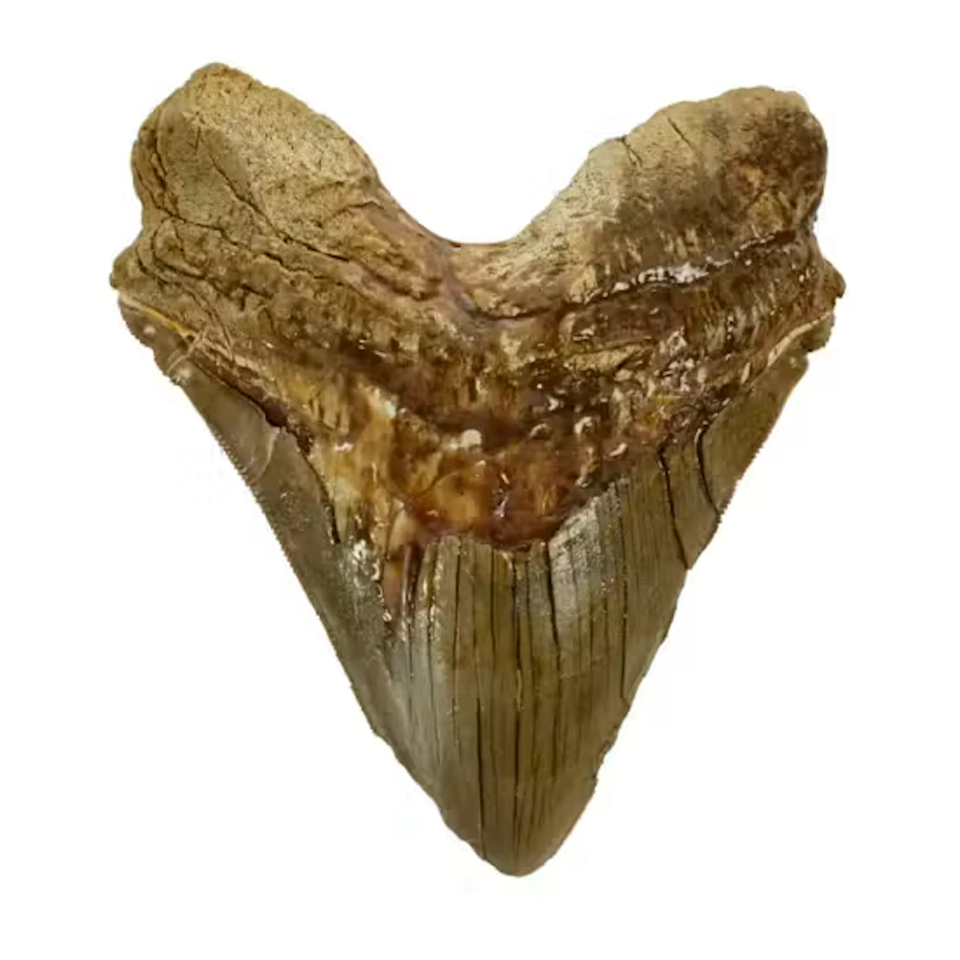 CARCHAROCLES MEGALODON
