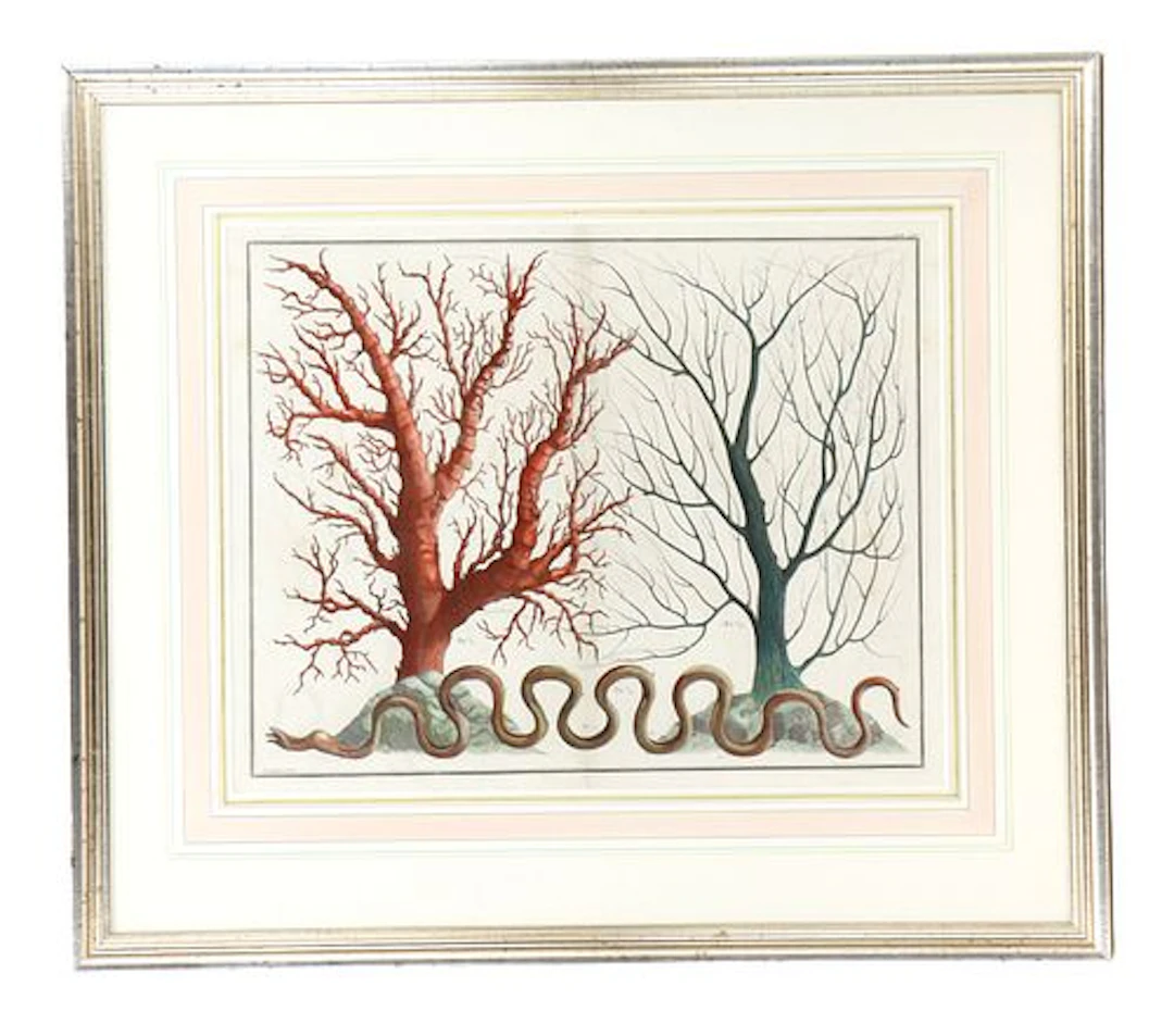 Albertus Seba (1665-1736) Dutch, Hand Colored Engraving Print of Coral Sea Life