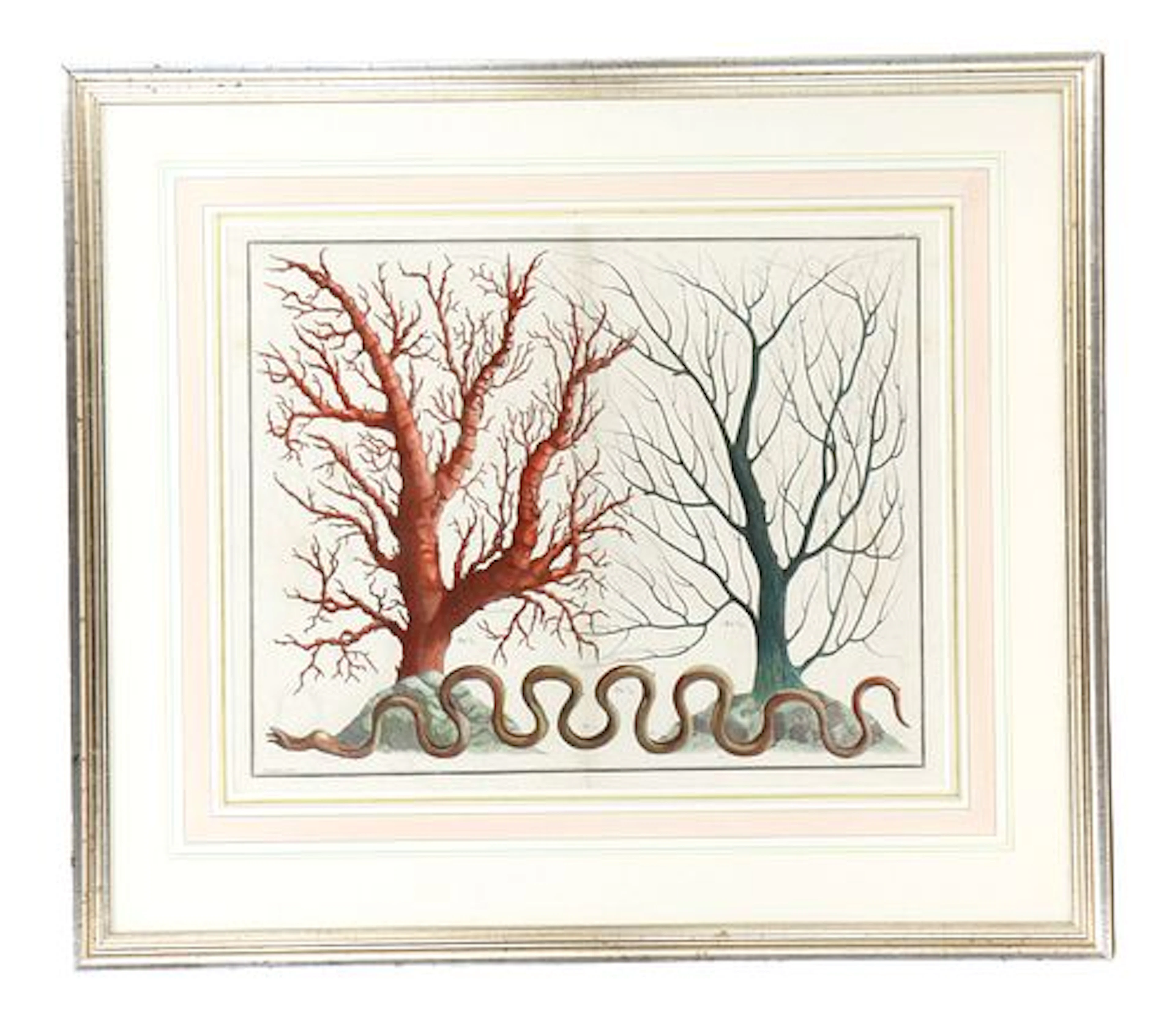 Albertus Seba (1665-1736) Dutch, Hand Colored Engraving Print of Coral Sea Life