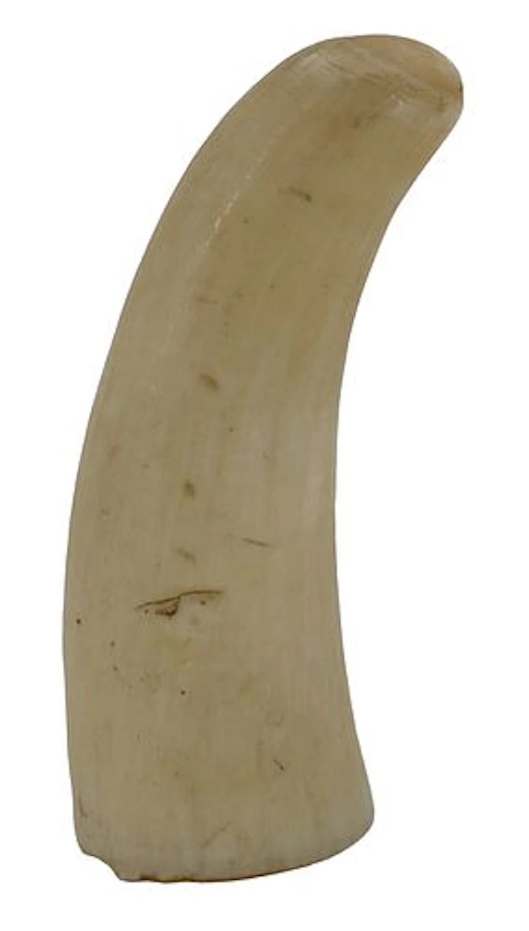 Antique Curved Sperm Whale Tooth