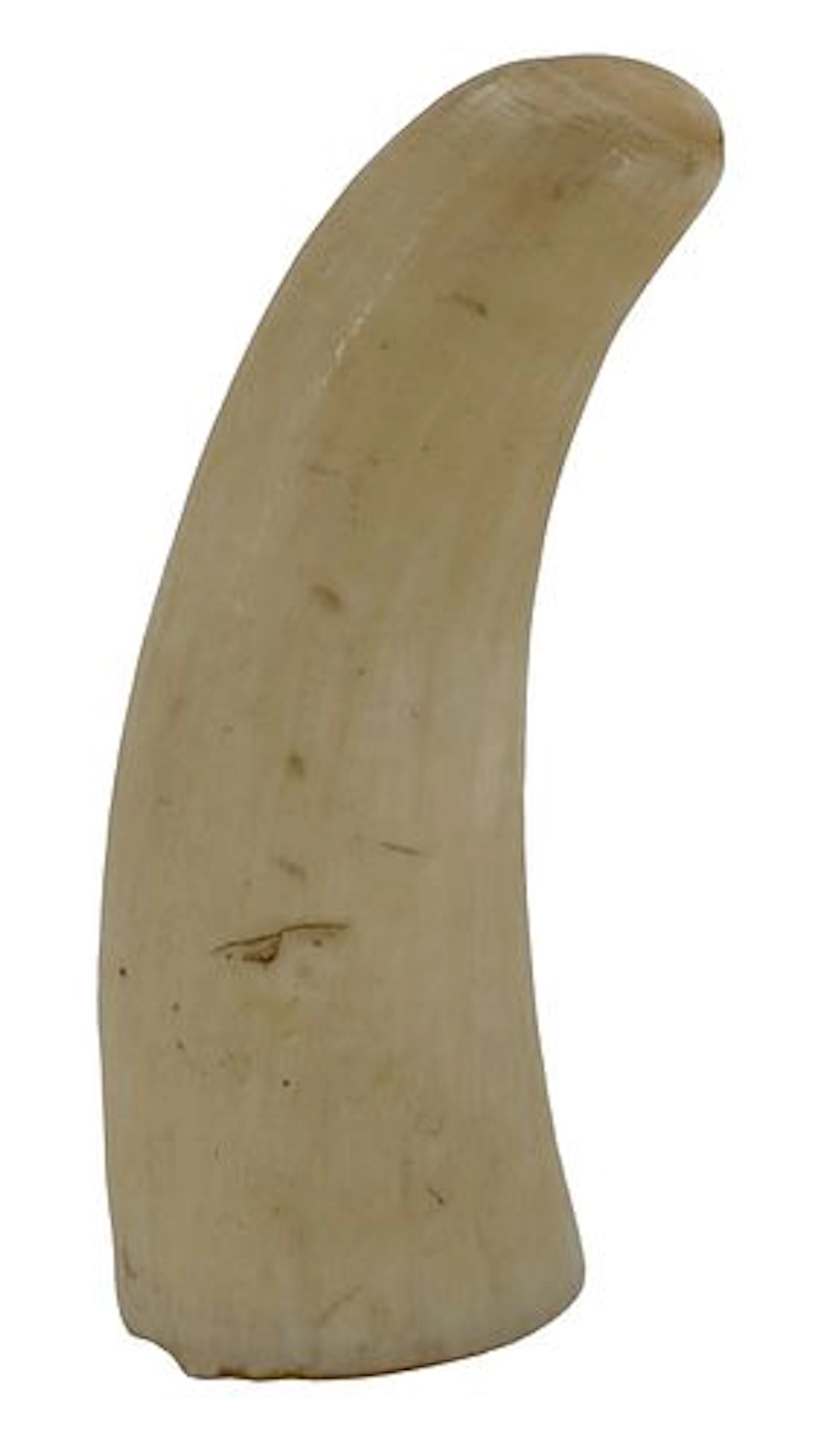 Antique Curved Sperm Whale Tooth