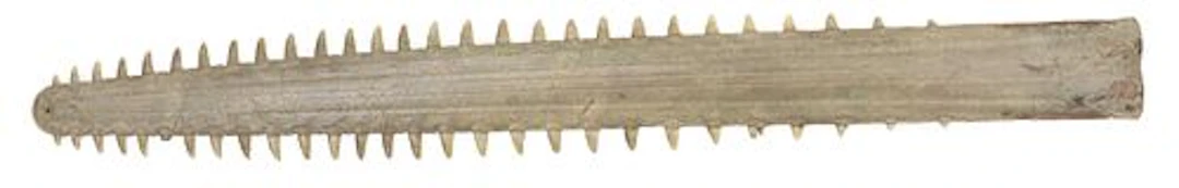 Large Old Sawfish Bill