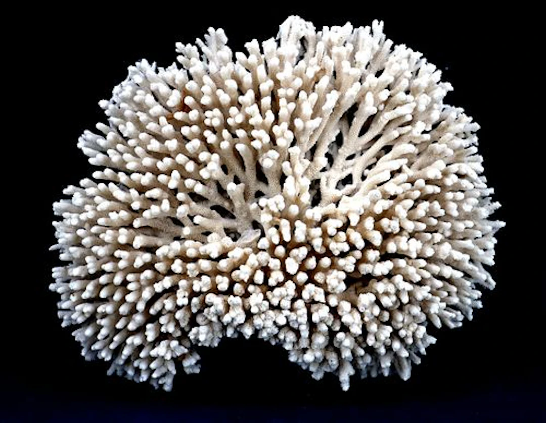 Natural White Acropora Table Coral