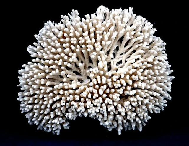 Natural White Acropora Table Coral